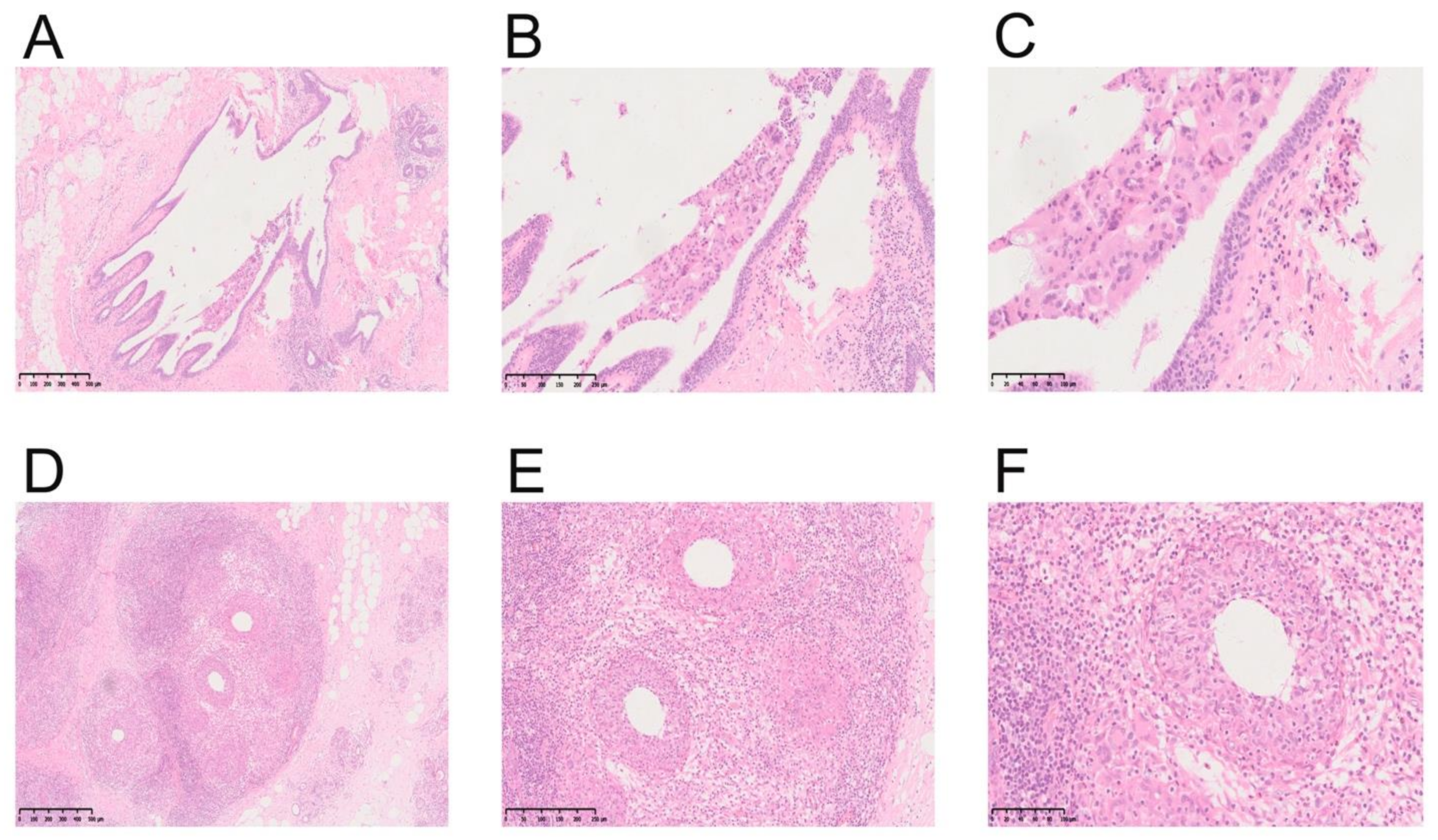 Nutrients 14 04816 g002 Nutrients 14 04816 g002