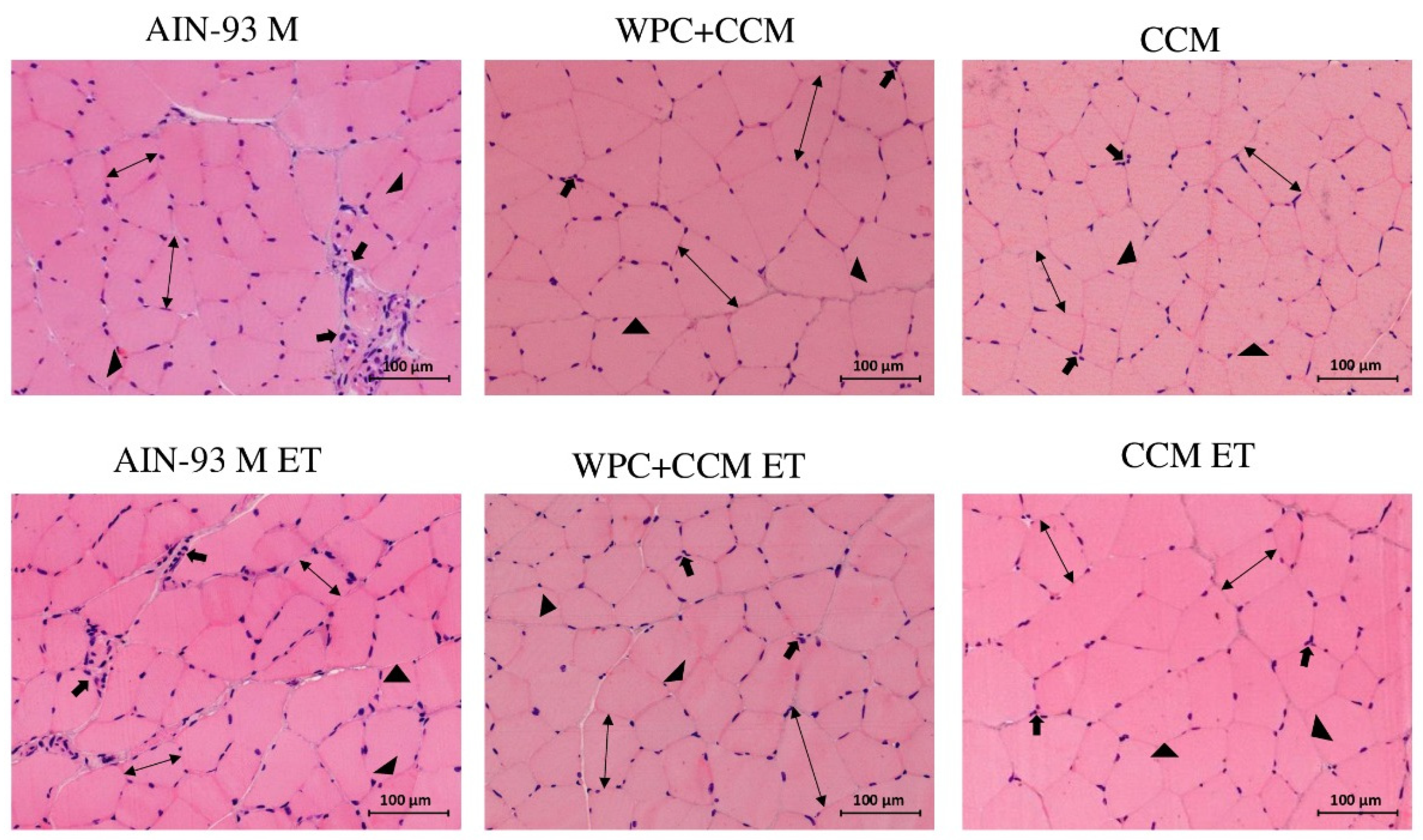 Nutrients 14 04905 g005 Nutrients 14 04905 g005