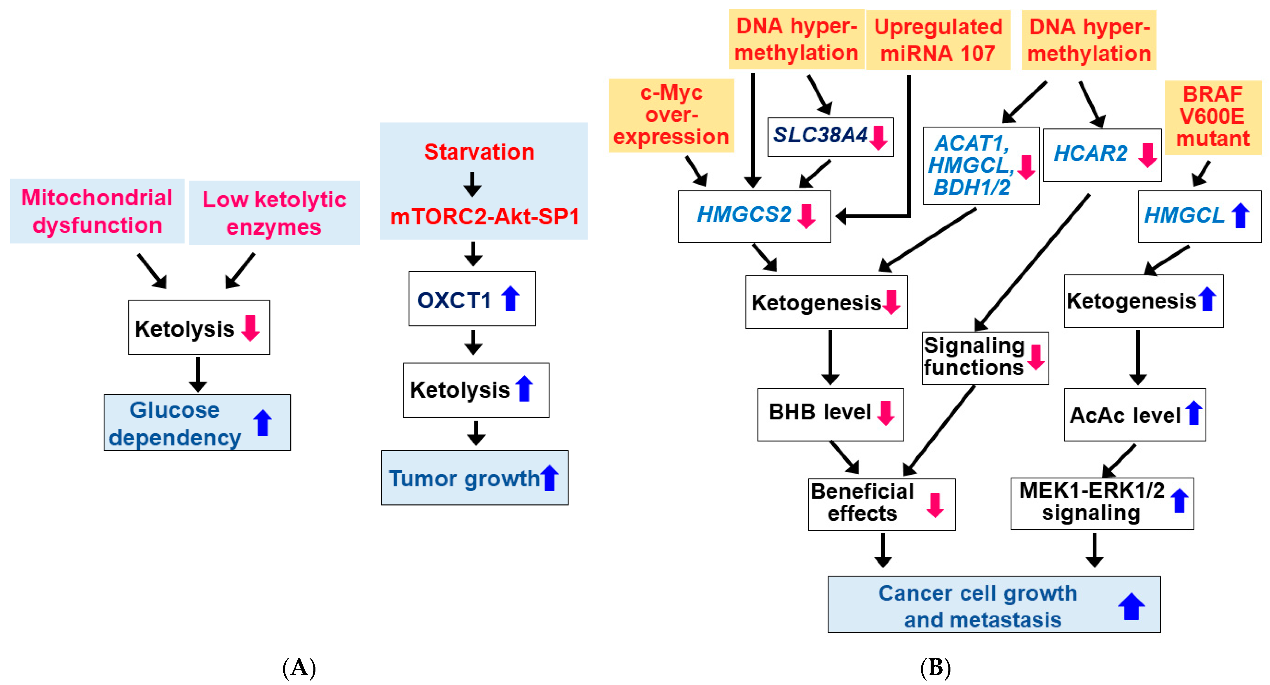 Nutrients 14 04932 g004 Nutrients 14 04932 g004