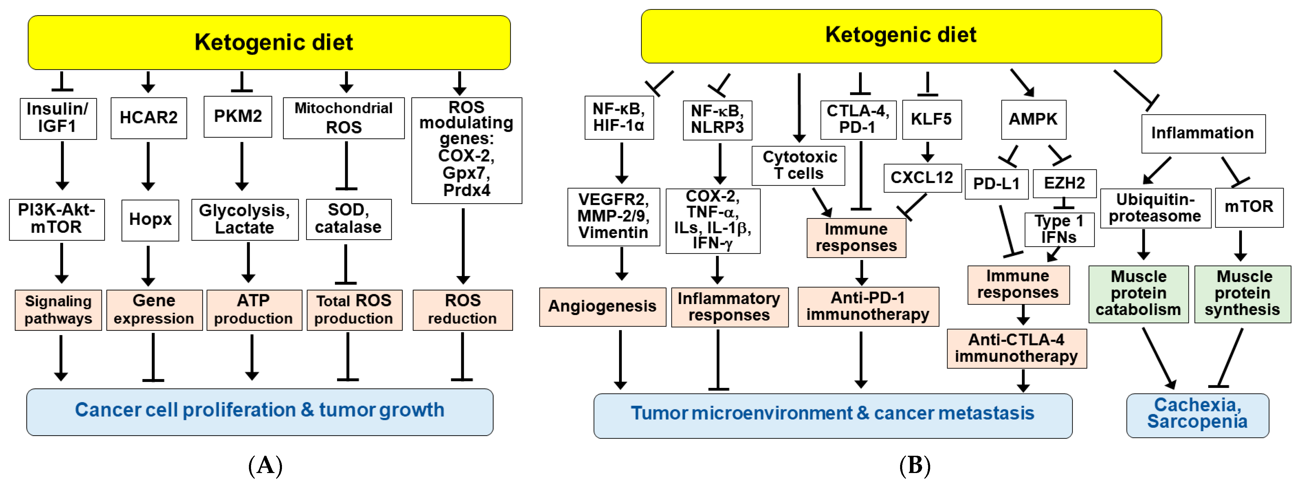 Nutrients 14 04932 g005 Nutrients 14 04932 g005