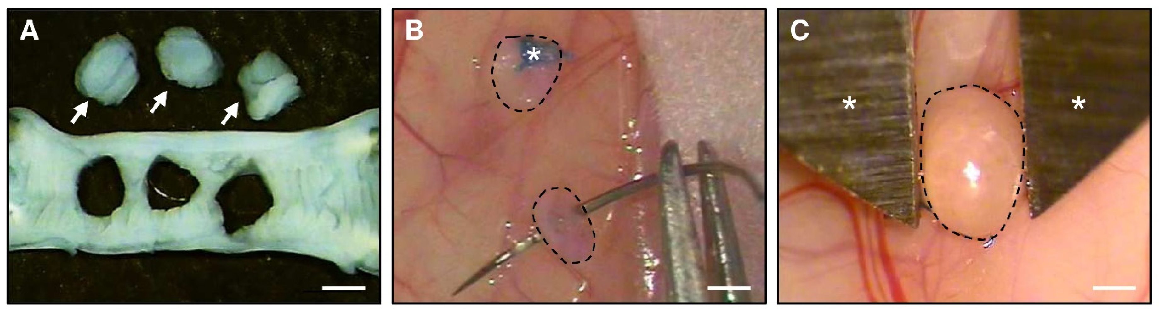 Nutrients 14 04940 g001 Nutrients 14 04940 g001