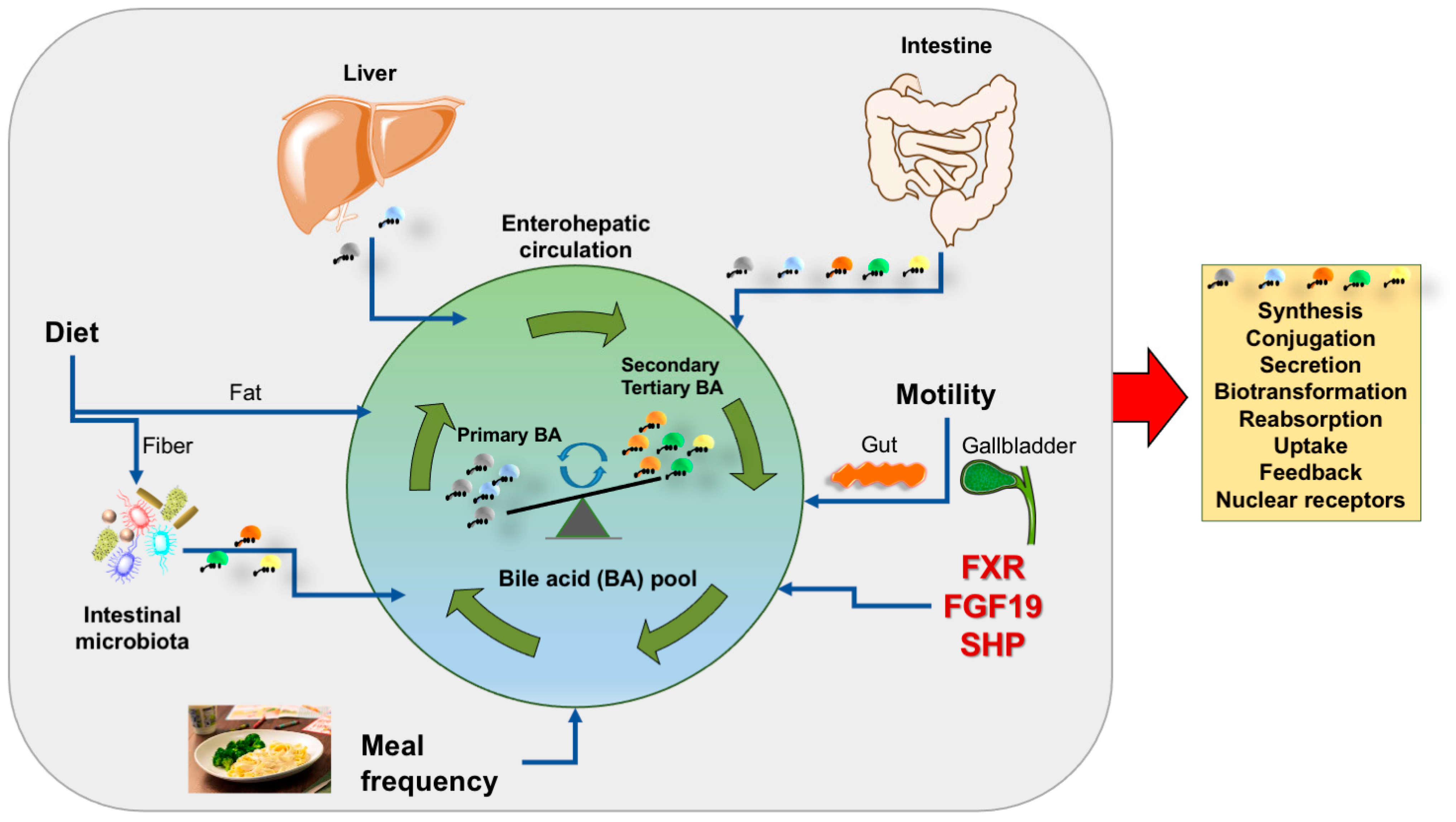 Nutrients 14 04950 g001 Nutrients 14 04950 g001