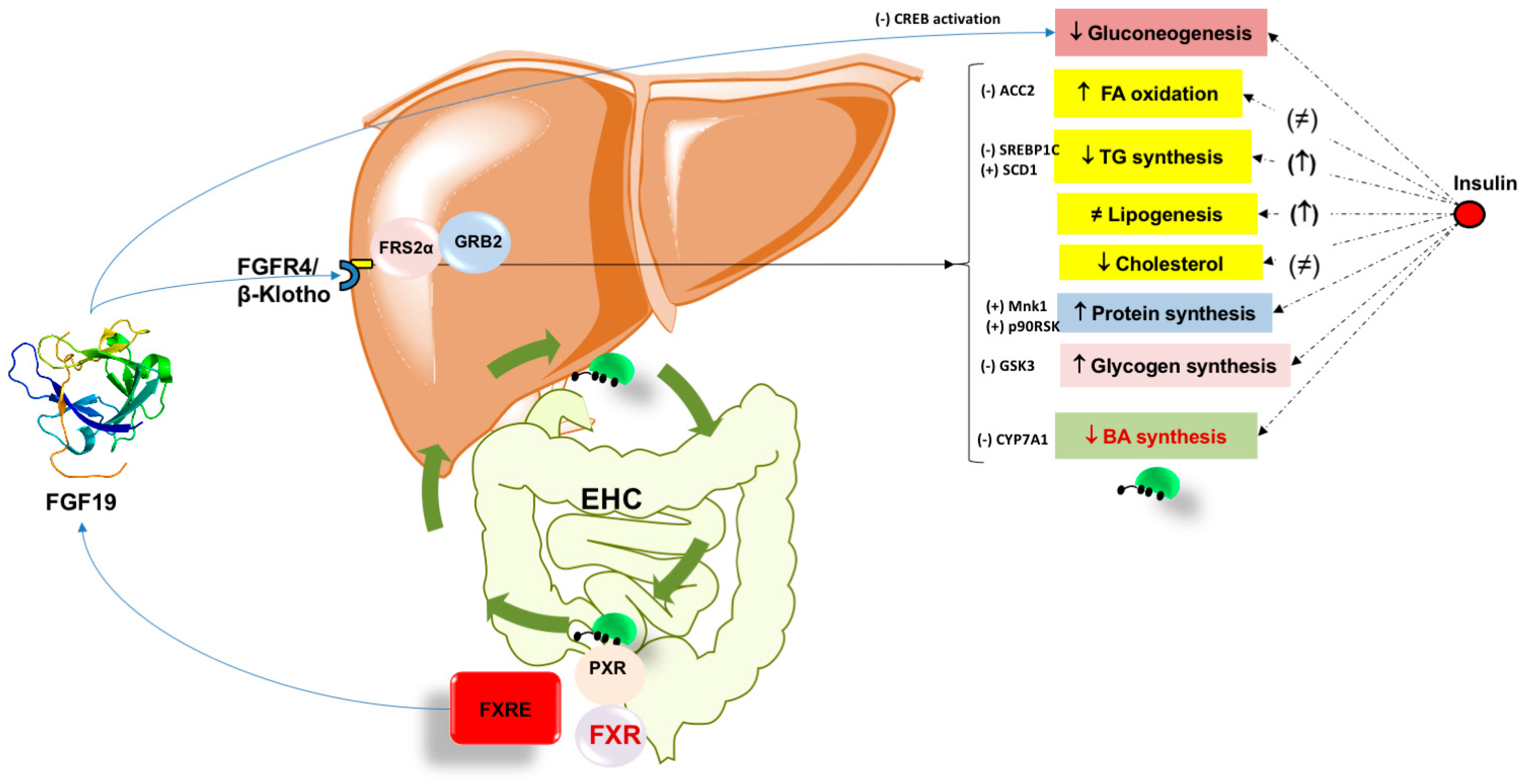 Nutrients 14 04950 g002 Nutrients 14 04950 g002