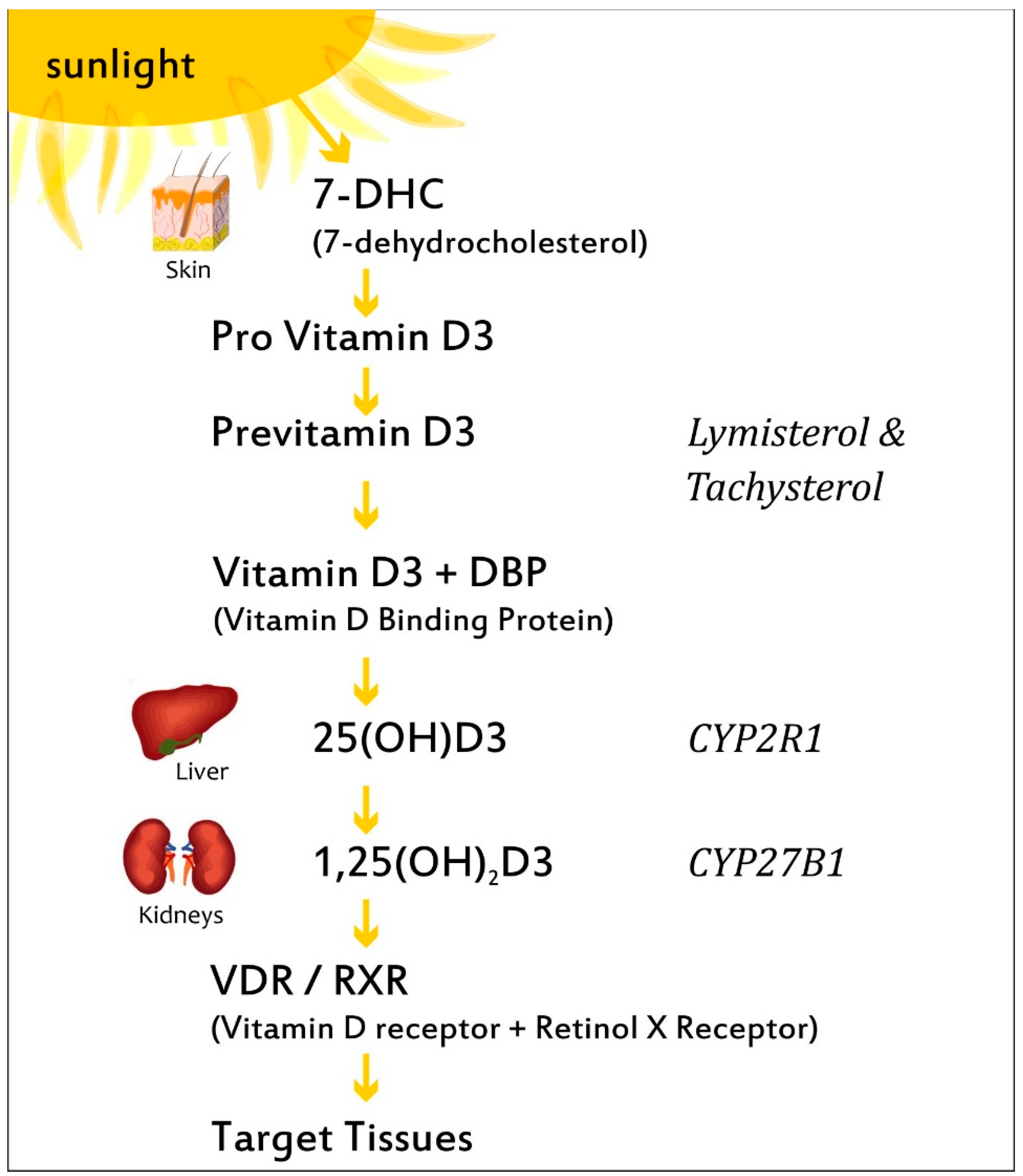 Nutrients 14 05032 g002 Nutrients 14 05032 g002
