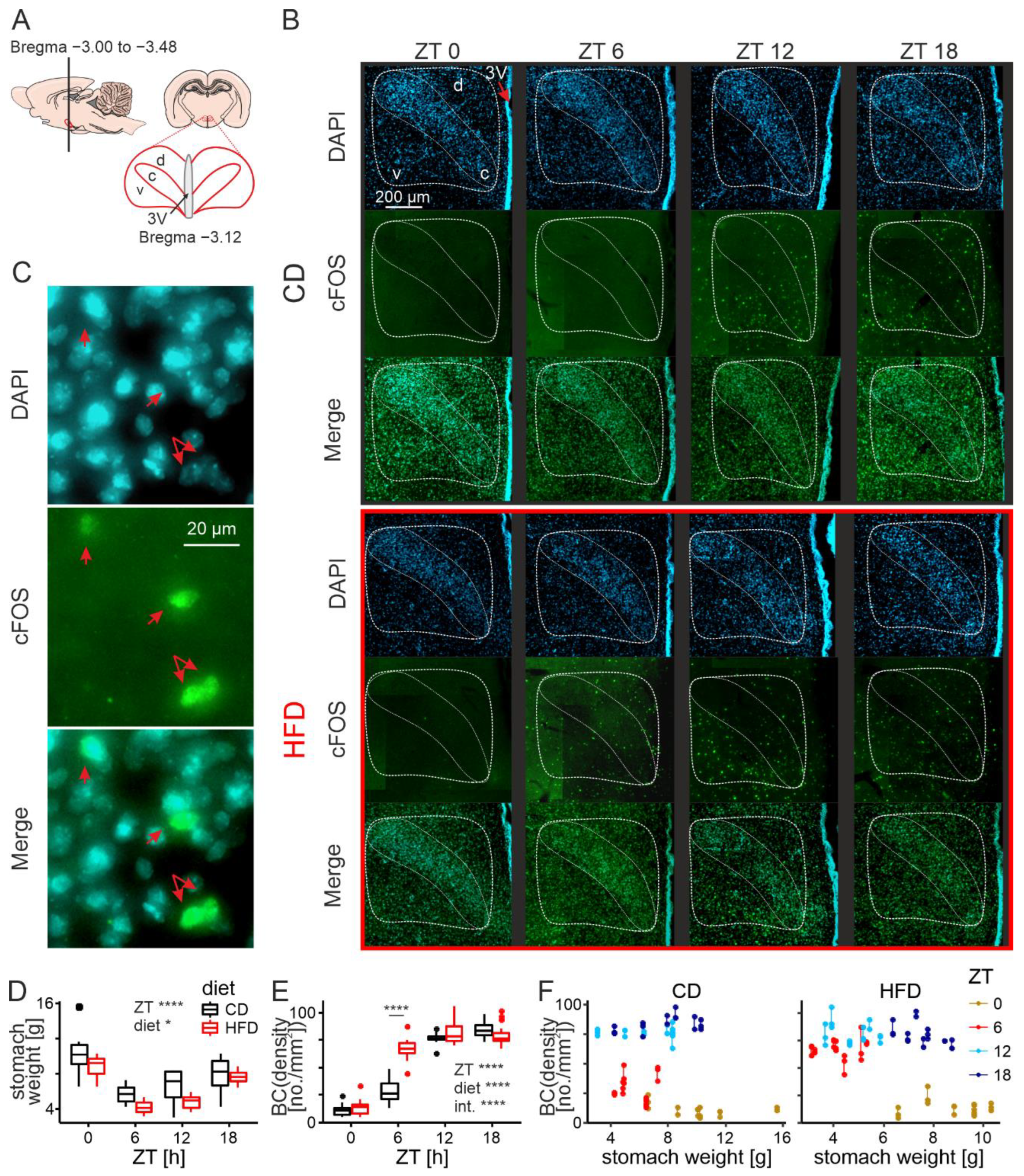Nutrients 14 05034 g002 Nutrients 14 05034 g002