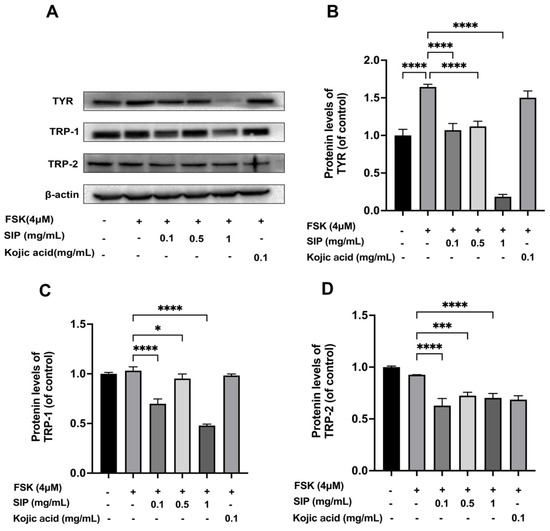 Anti-aging of Saussurea involucrata Extract
