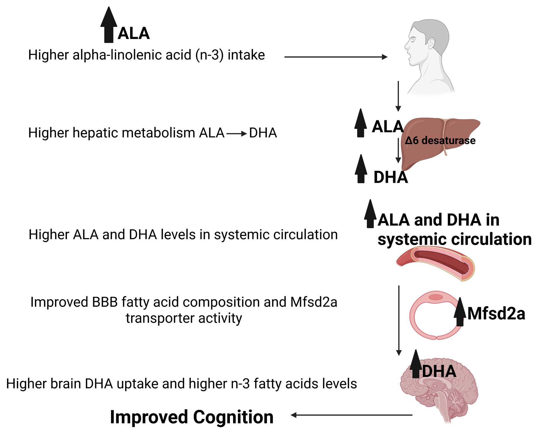 Nutrients Free FullText How Alpha Linolenic Acid May Sustain Blood