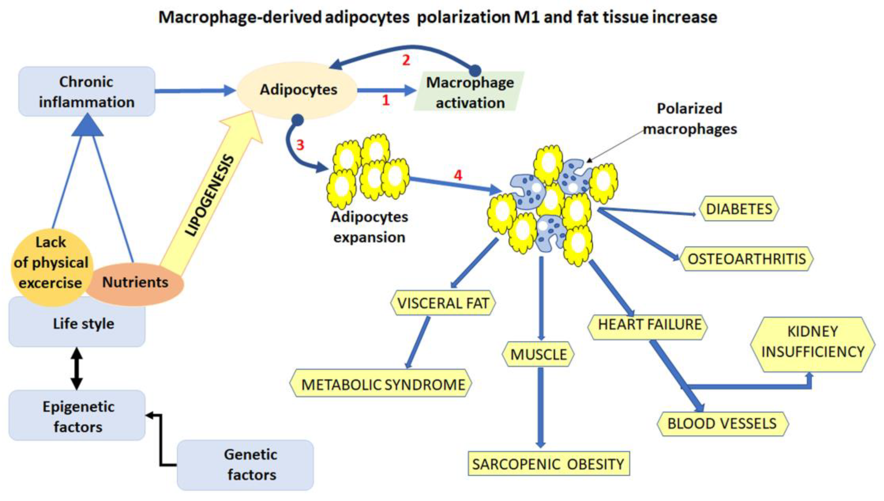 Nutrients 14 05099 g001 Nutrients 14 05099 g001
