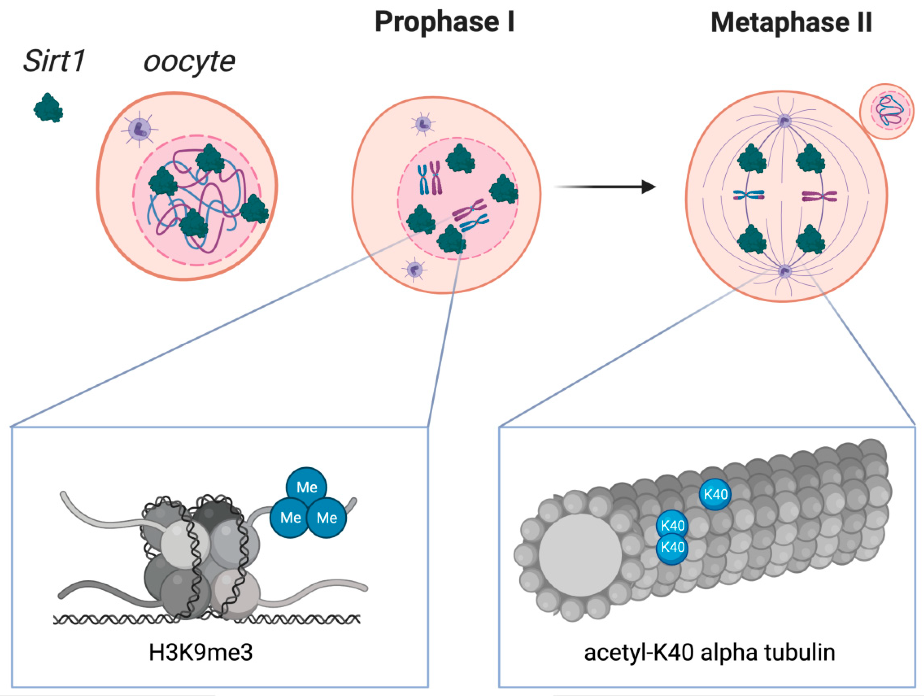 Nutrients 14 05101 g002 Nutrients 14 05101 g002