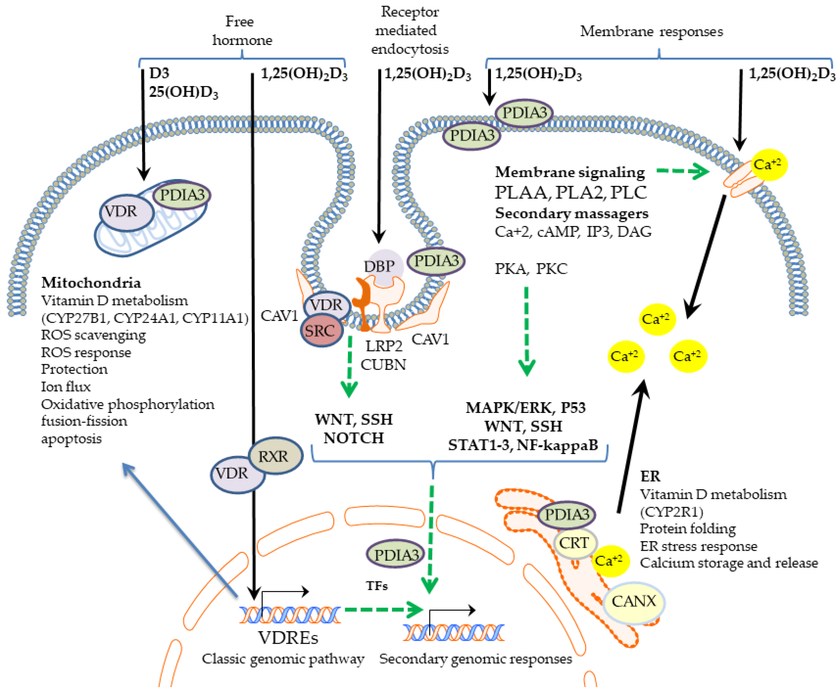 Nutrients Free Full Text Nongenomic Activities Of Vitamin D nutrients-free-full-text-nongenomic-activities-of-vitamin-d