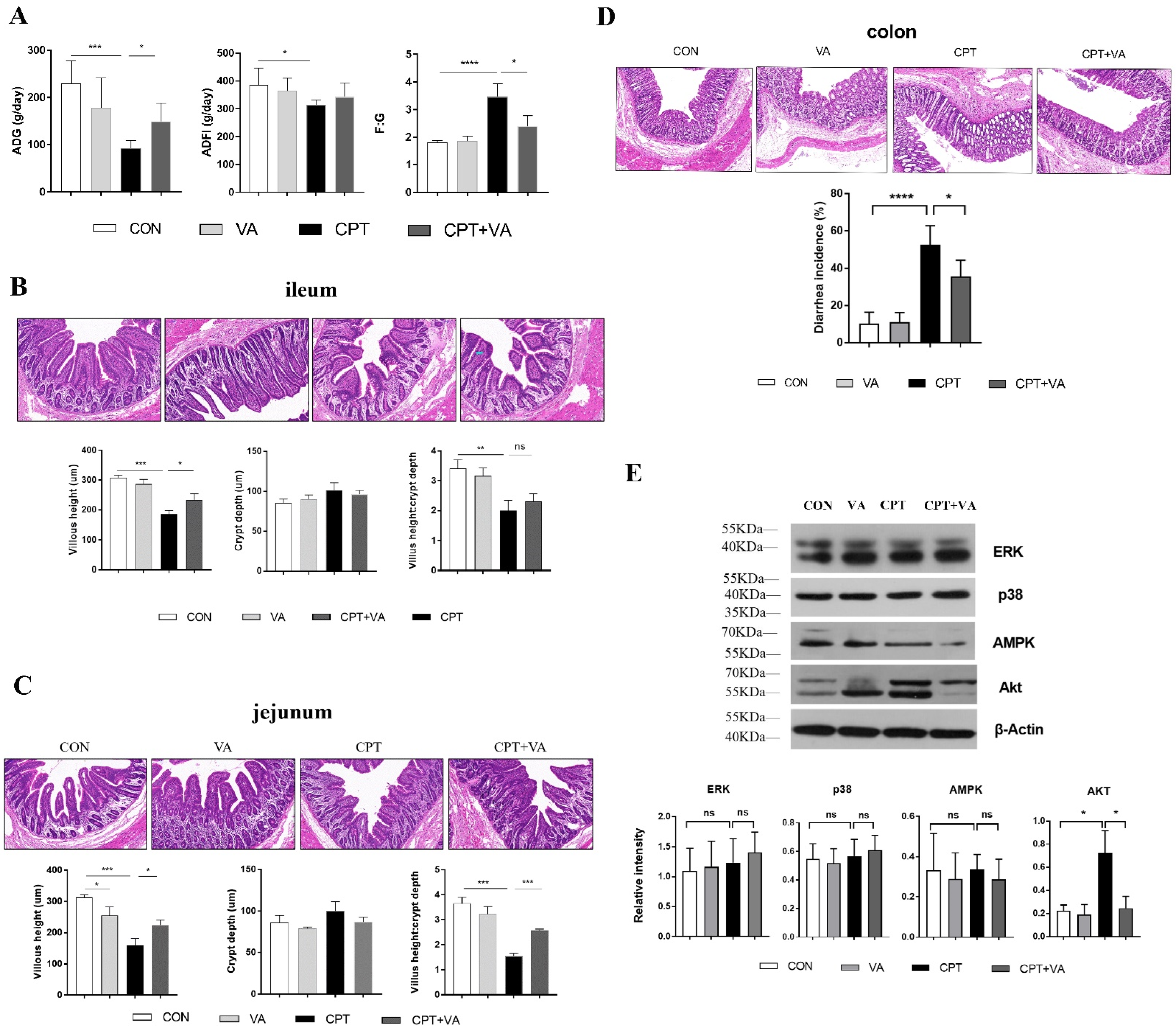 Nutrients 14 05120 g001 Nutrients 14 05120 g001