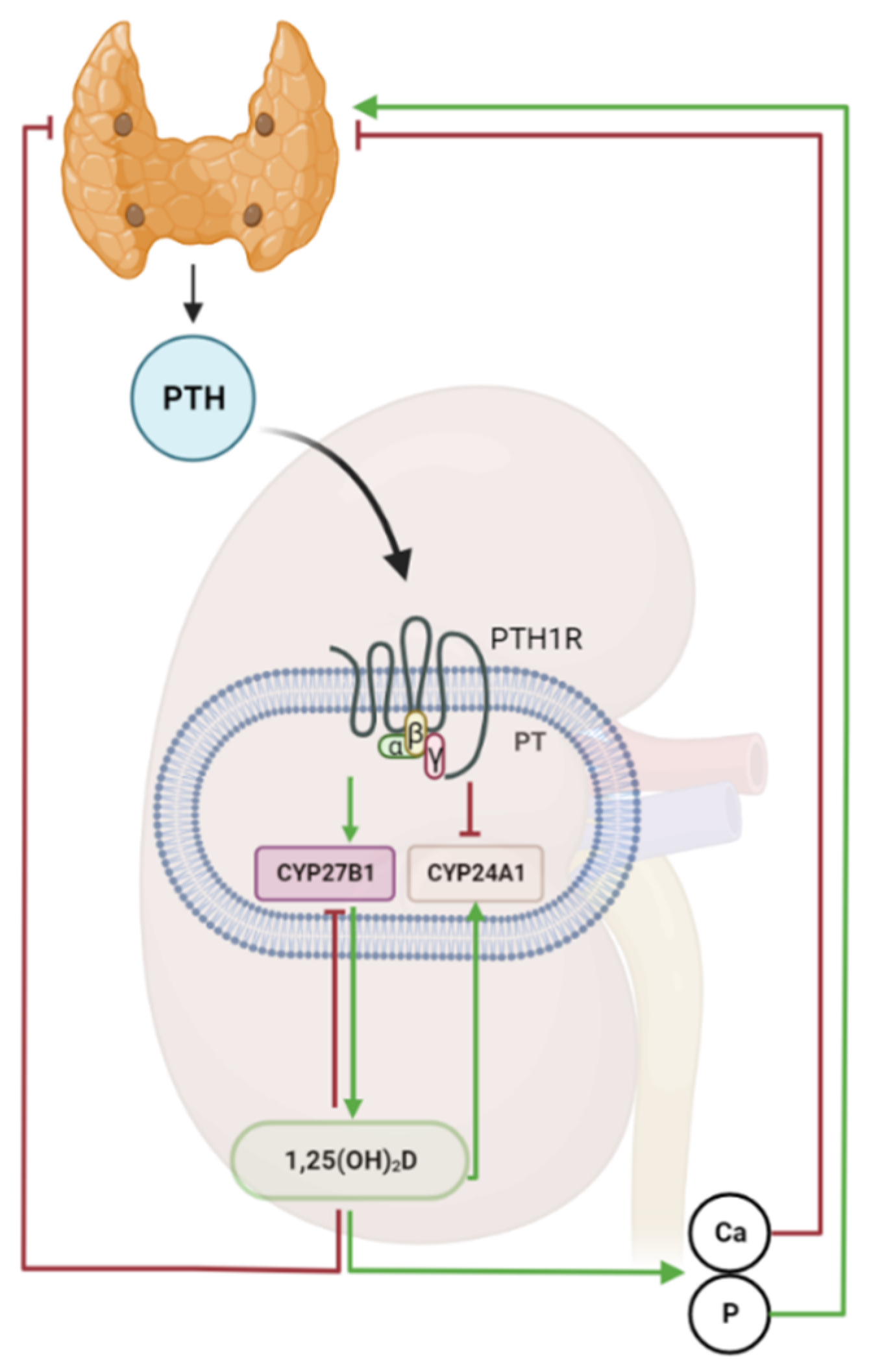 Nutrients 14 05186 g001 Nutrients 14 05186 g001