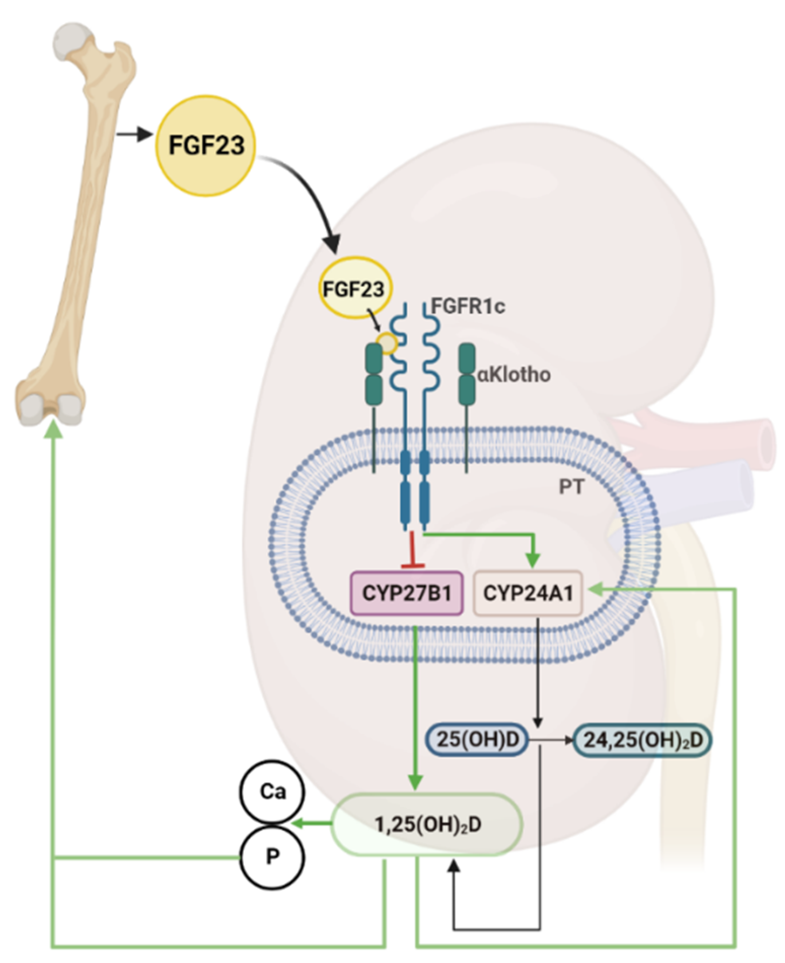 Nutrients 14 05186 g002 Nutrients 14 05186 g002