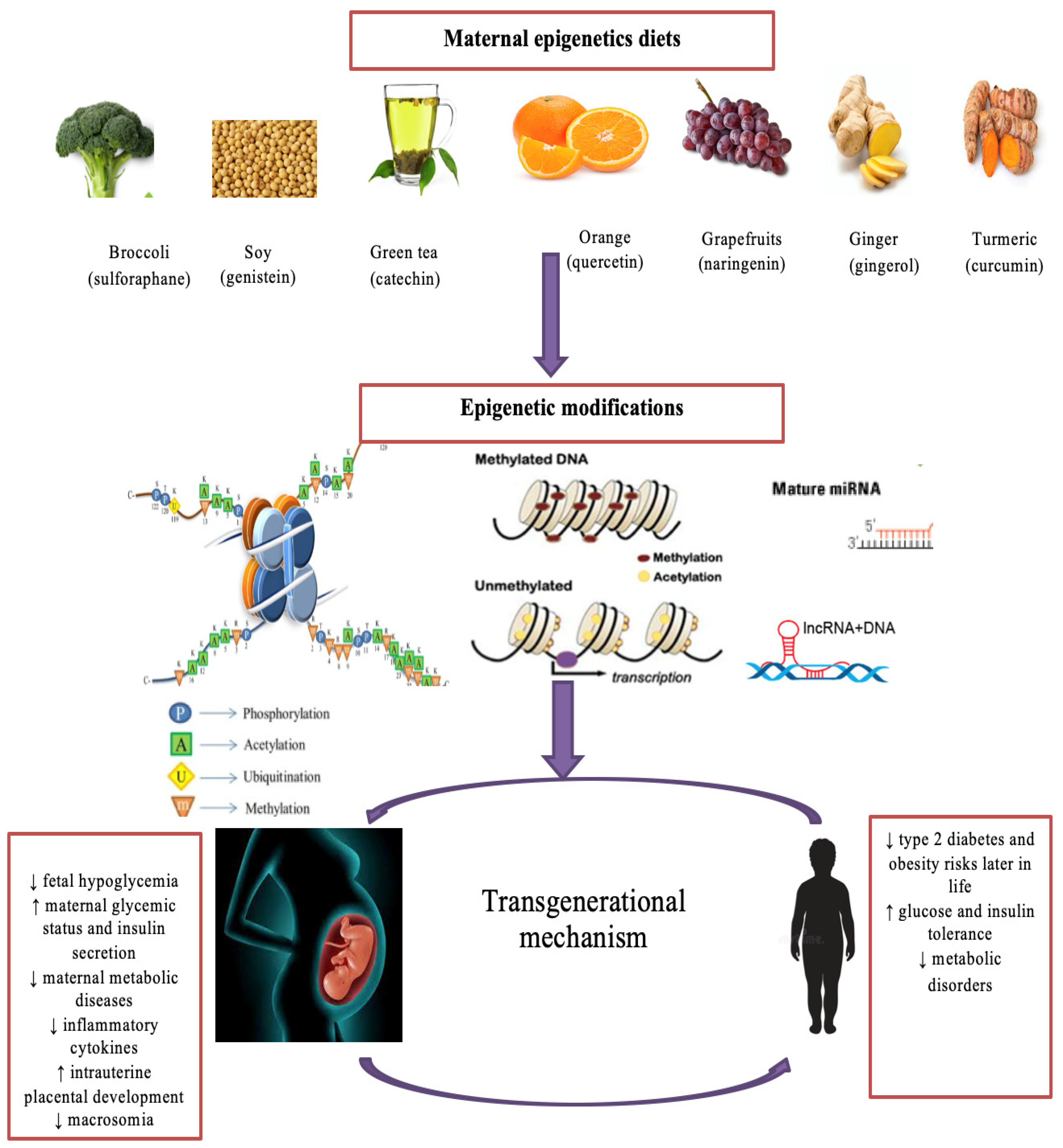 Nutrients 14 05269 g002 Nutrients 14 05269 g002