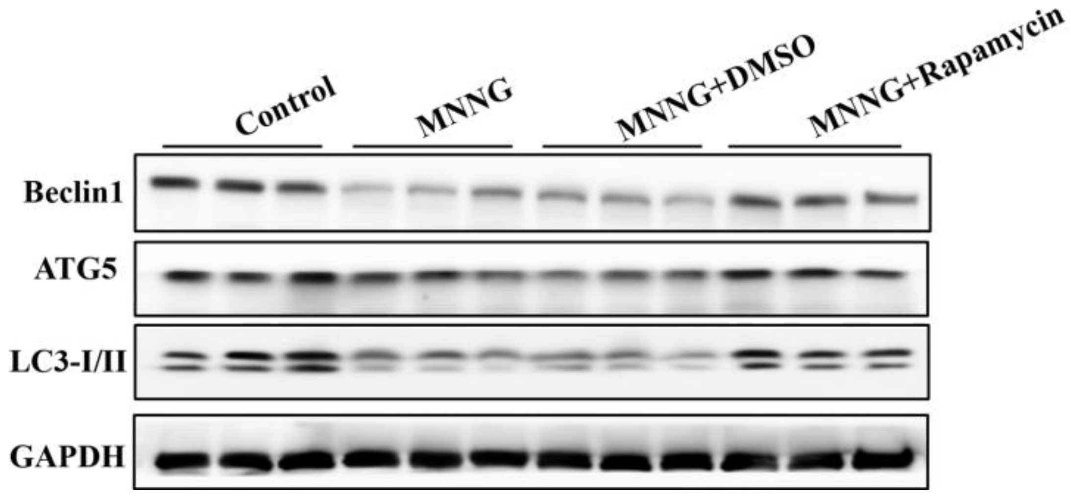 Nutrients 14 05281 g003 Nutrients 14 05281 g003
