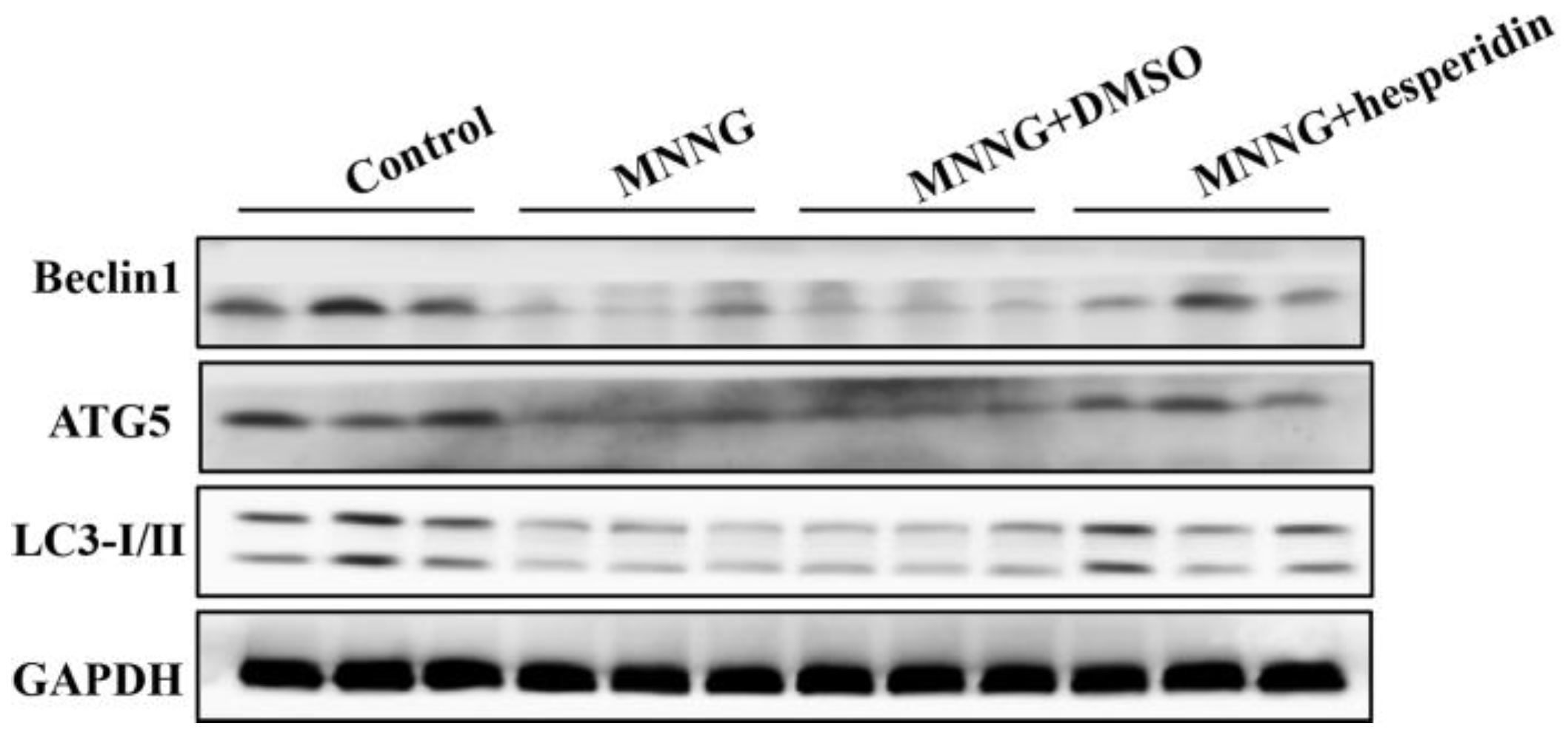Nutrients 14 05281 g005 Nutrients 14 05281 g005