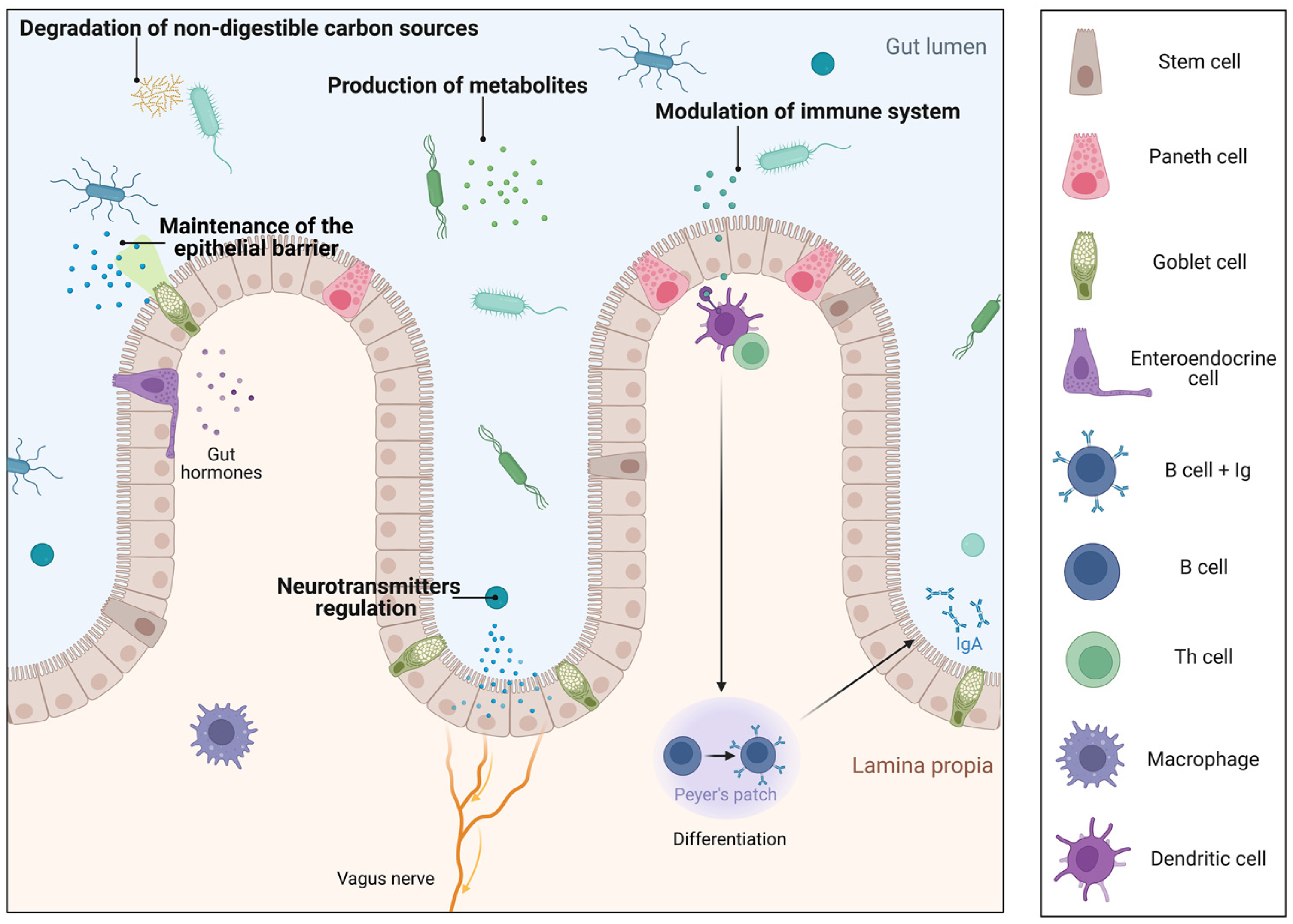 Nutrients 14 05296 g001 Nutrients 14 05296 g001