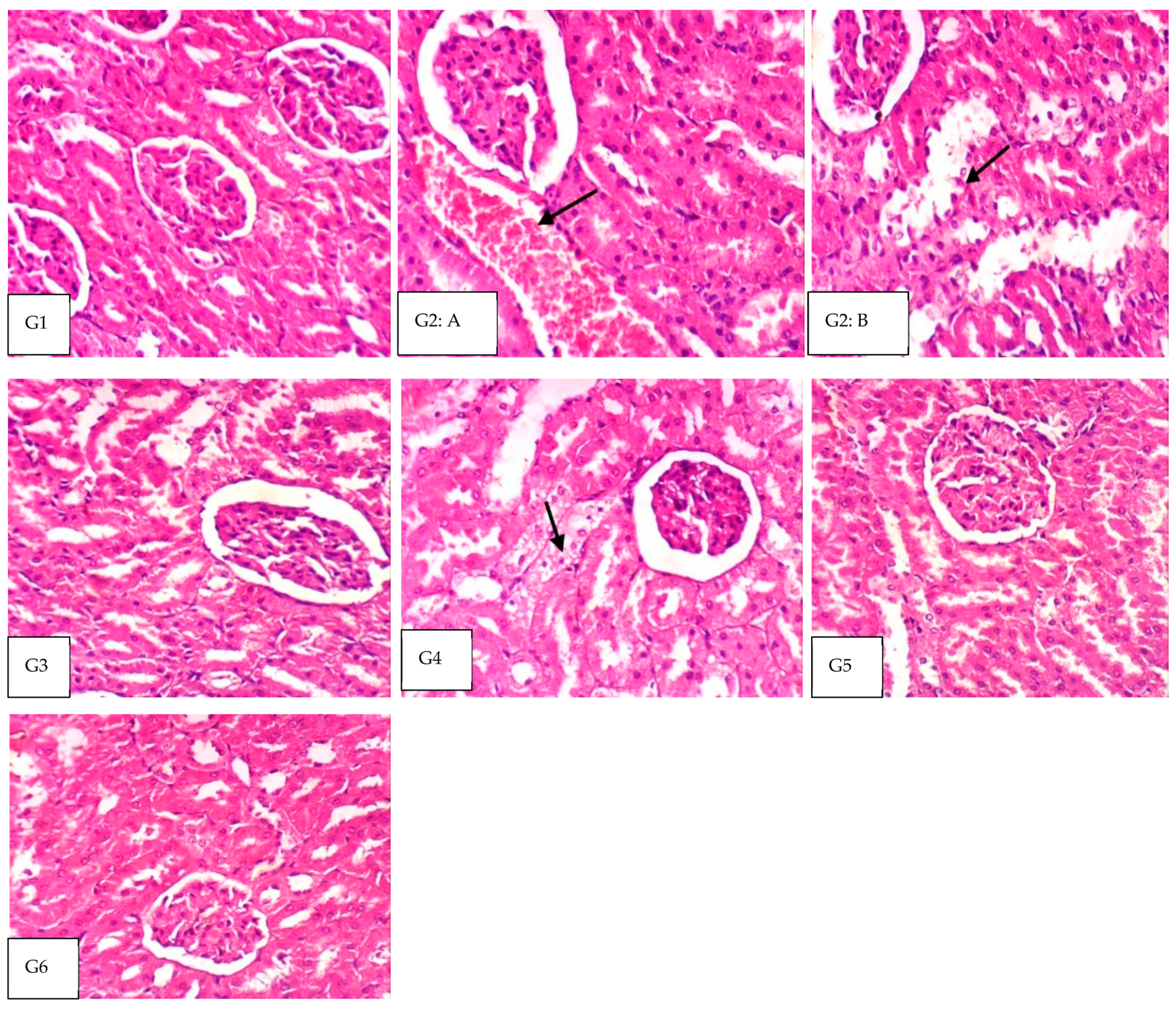 Nutrients 14 05315 g001 Nutrients 14 05315 g001