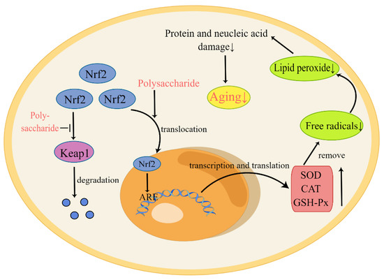 The Role and Mechanism of Polysaccharides in Anti-Aging