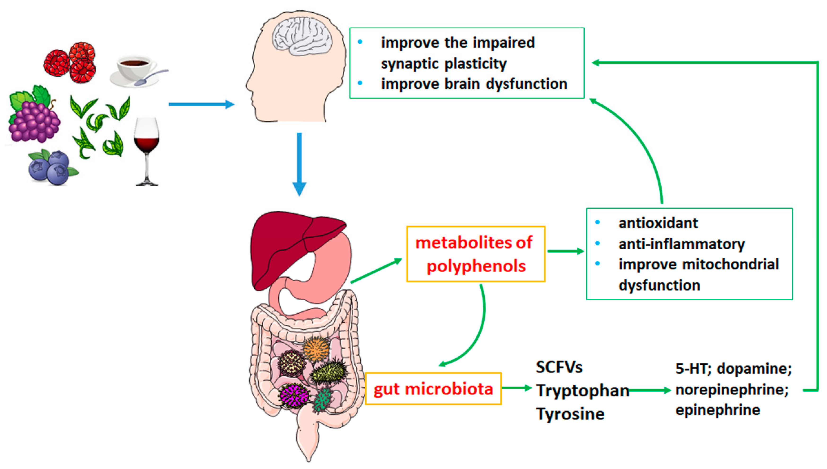 Polyphenols and gut health