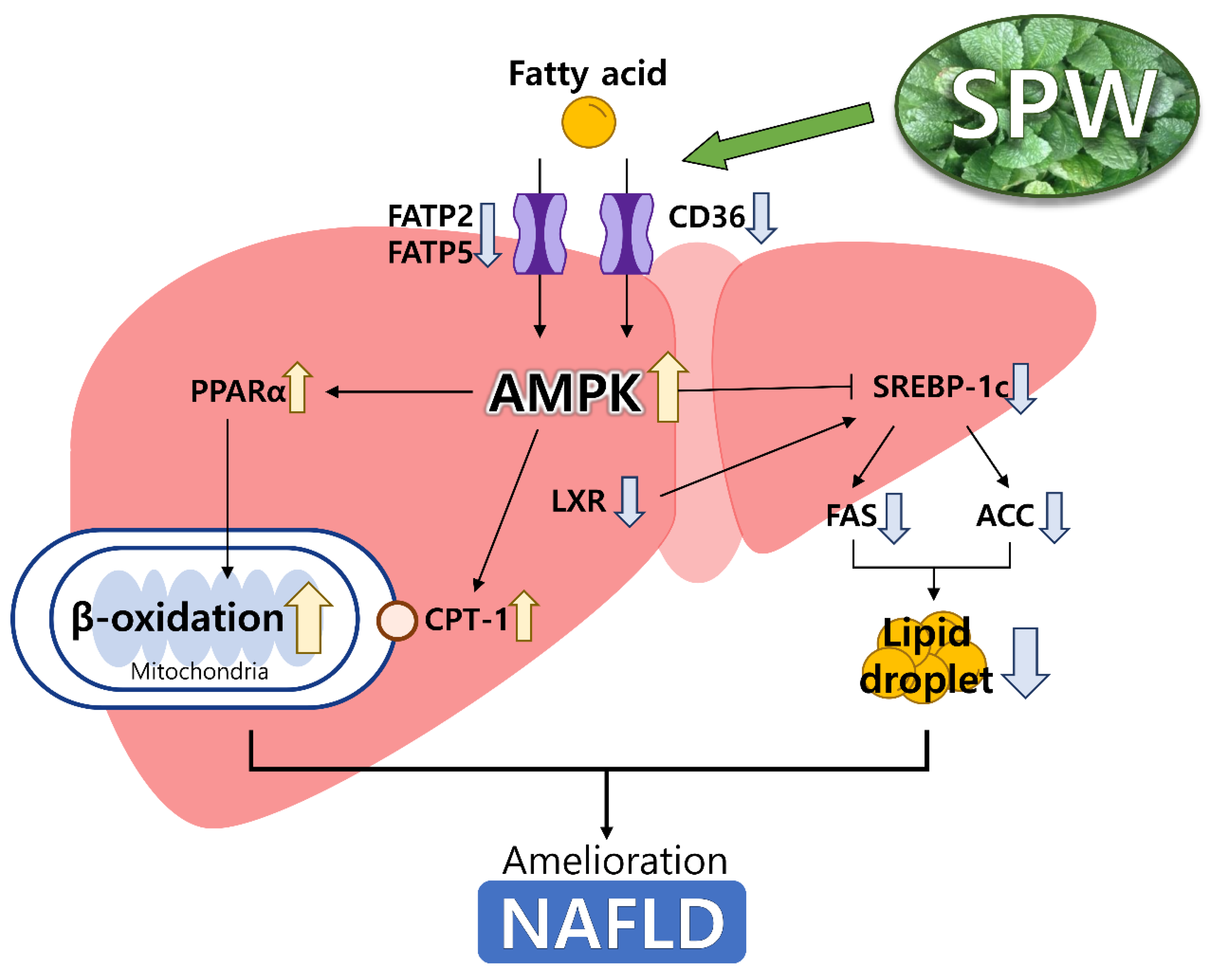 Nutrients 14 05379 g006 Nutrients 14 05379 g006