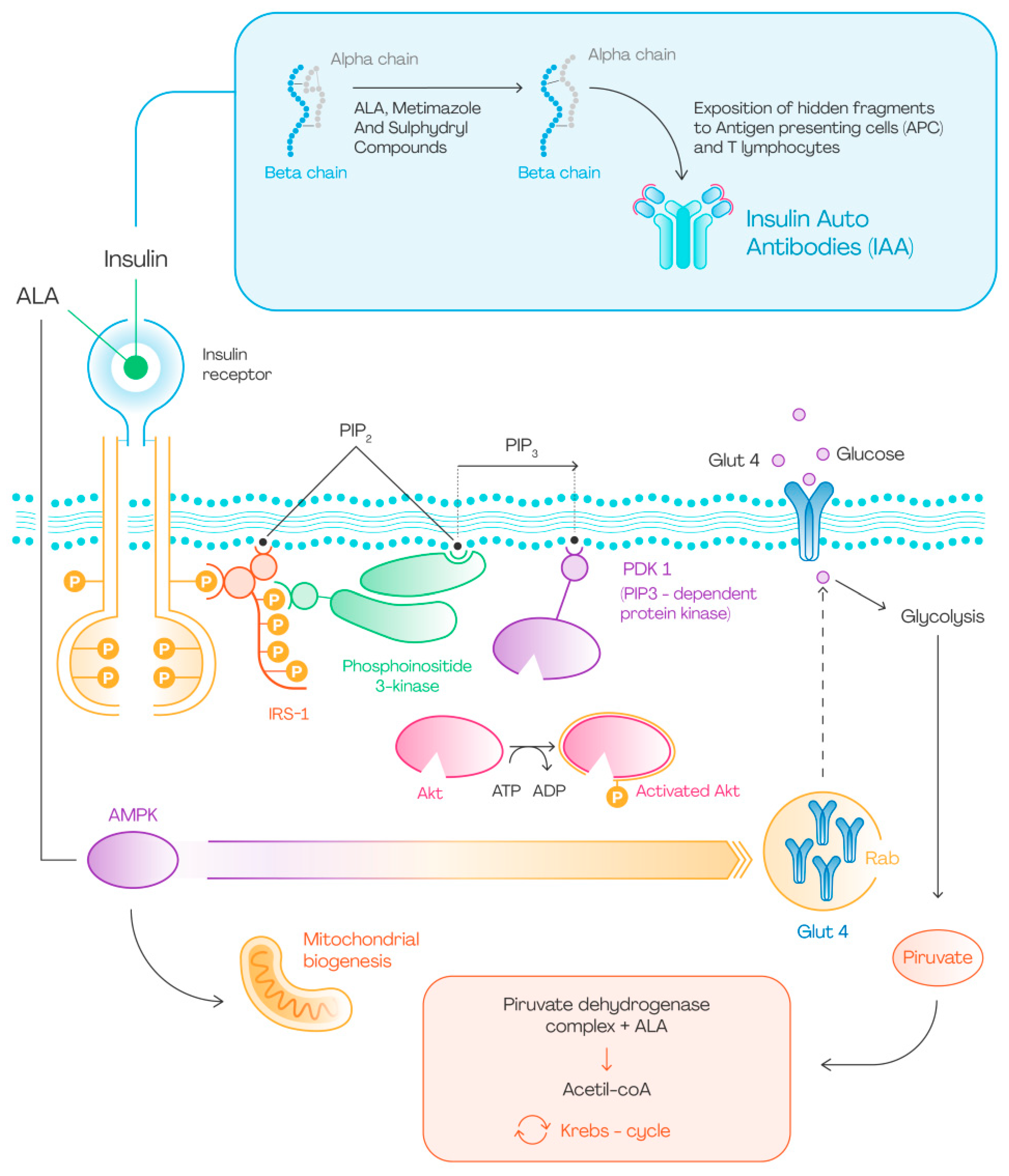 Nutrients Free Full Text Alpha Lipoic Acid And Glucose Metabolism nutrients-free-full-text-alpha-lipoic-acid-and-glucose-metabolism