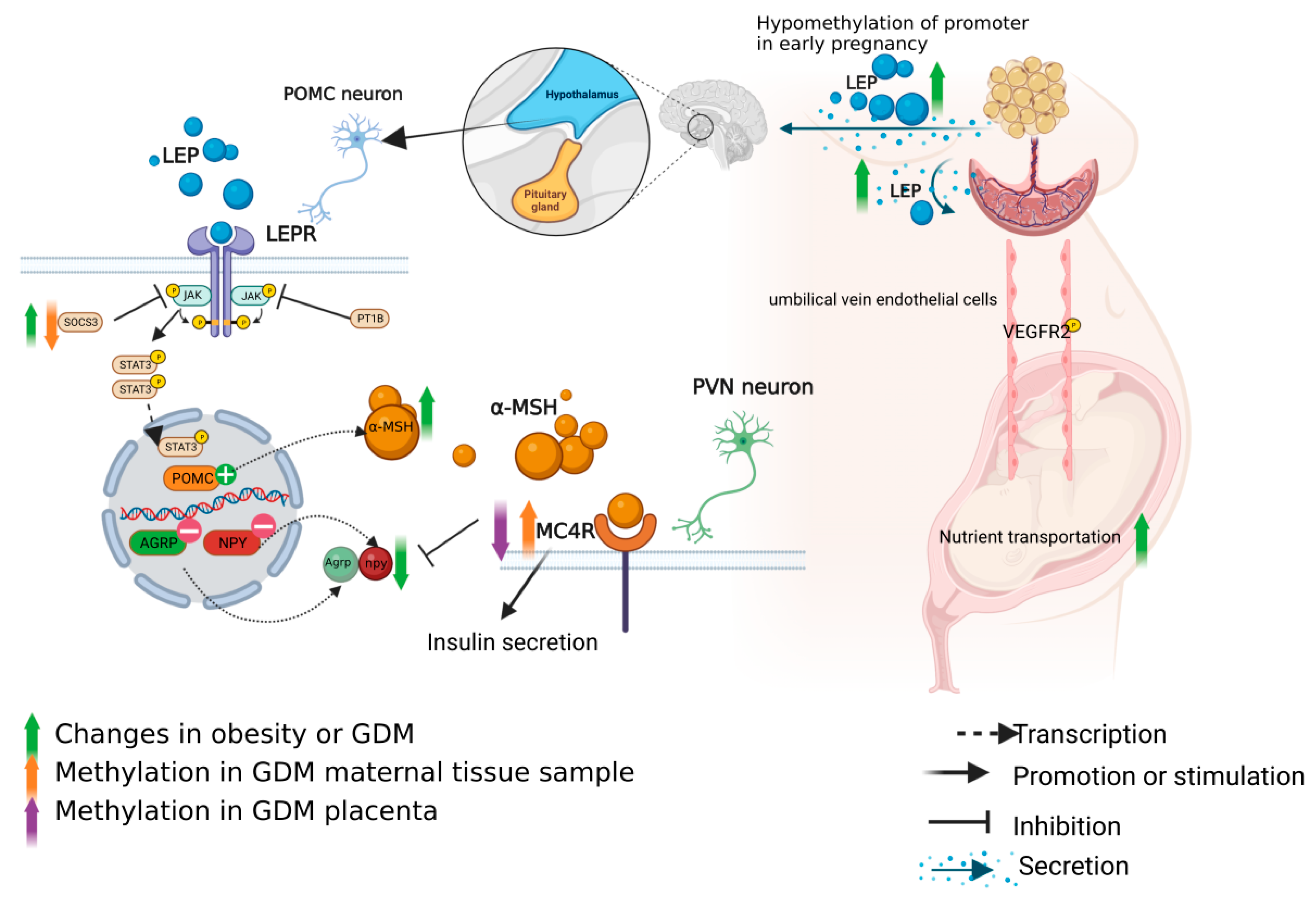 Nutrients 15 00070 g003