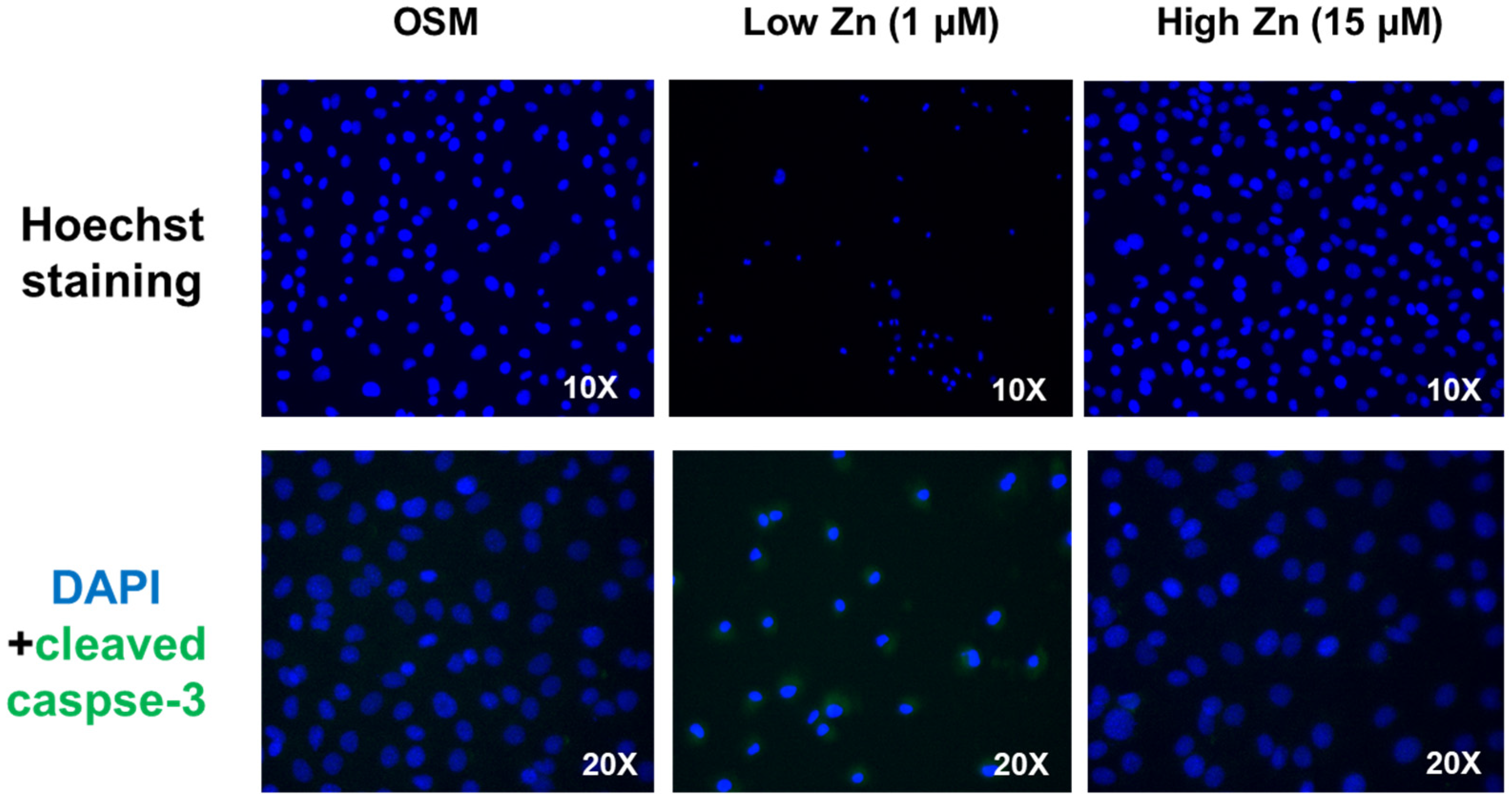 Nutrients 15 00077 g006
