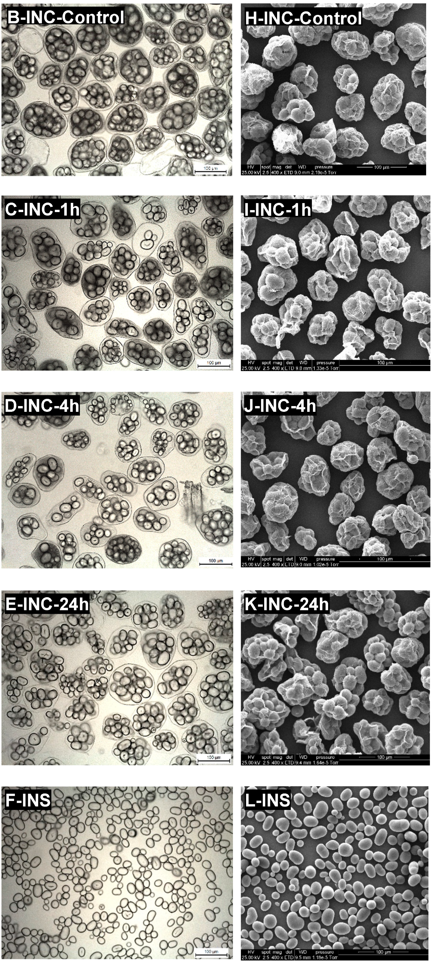 Nutrients 15 00105 g002b