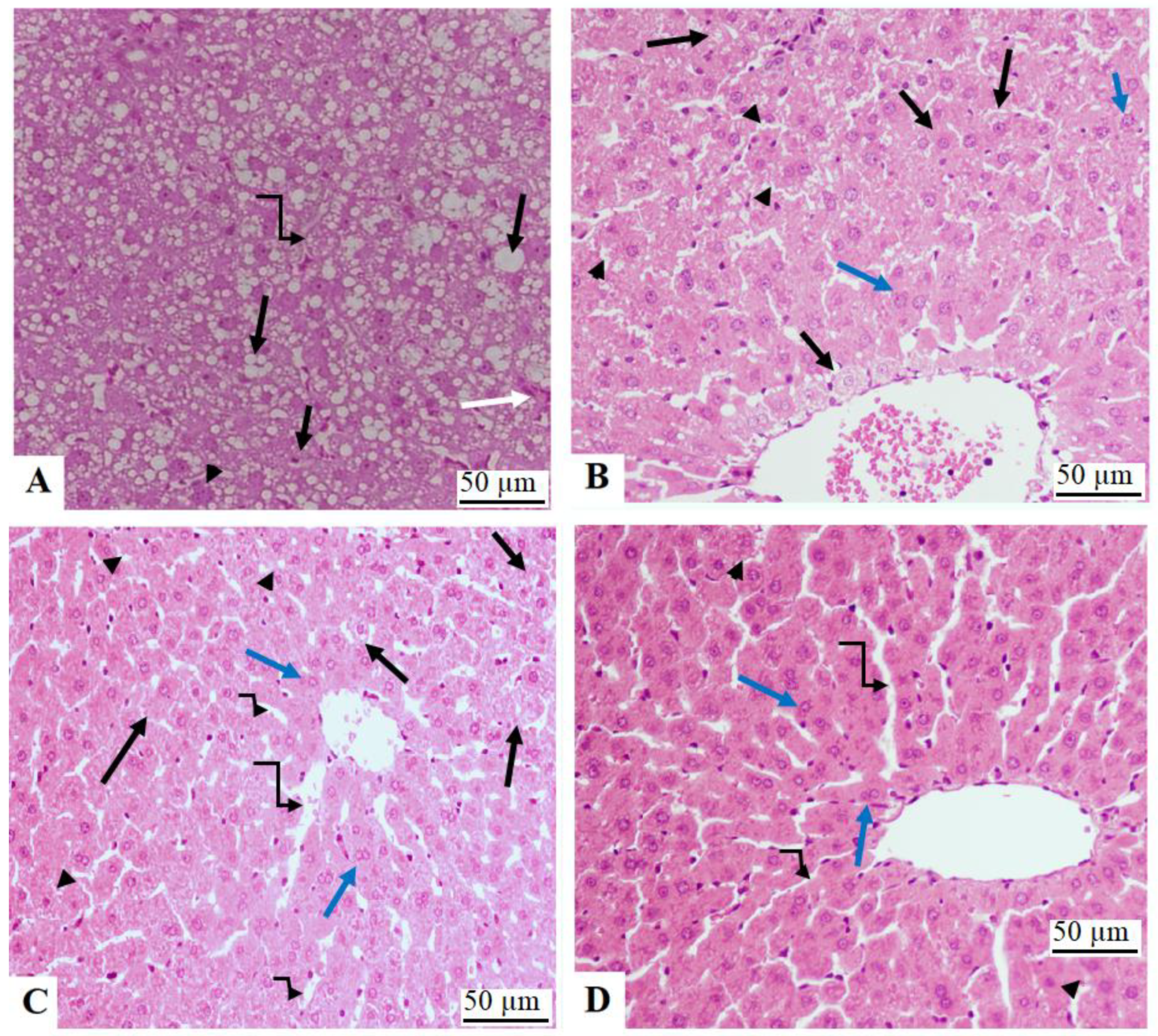 Nutrients 15 00106 g006 Nutrients 15 00106 g006
