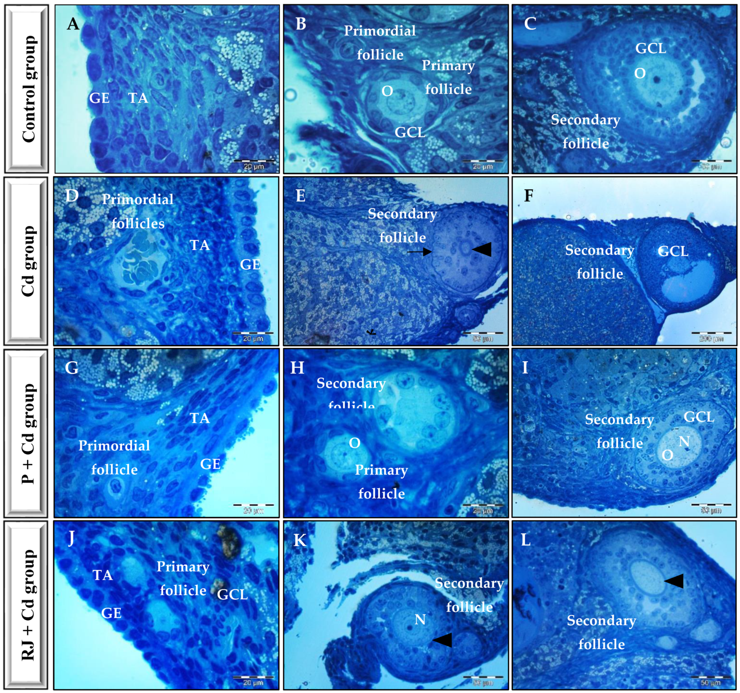 Nutrients 15 00119 g004 Nutrients 15 00119 g004