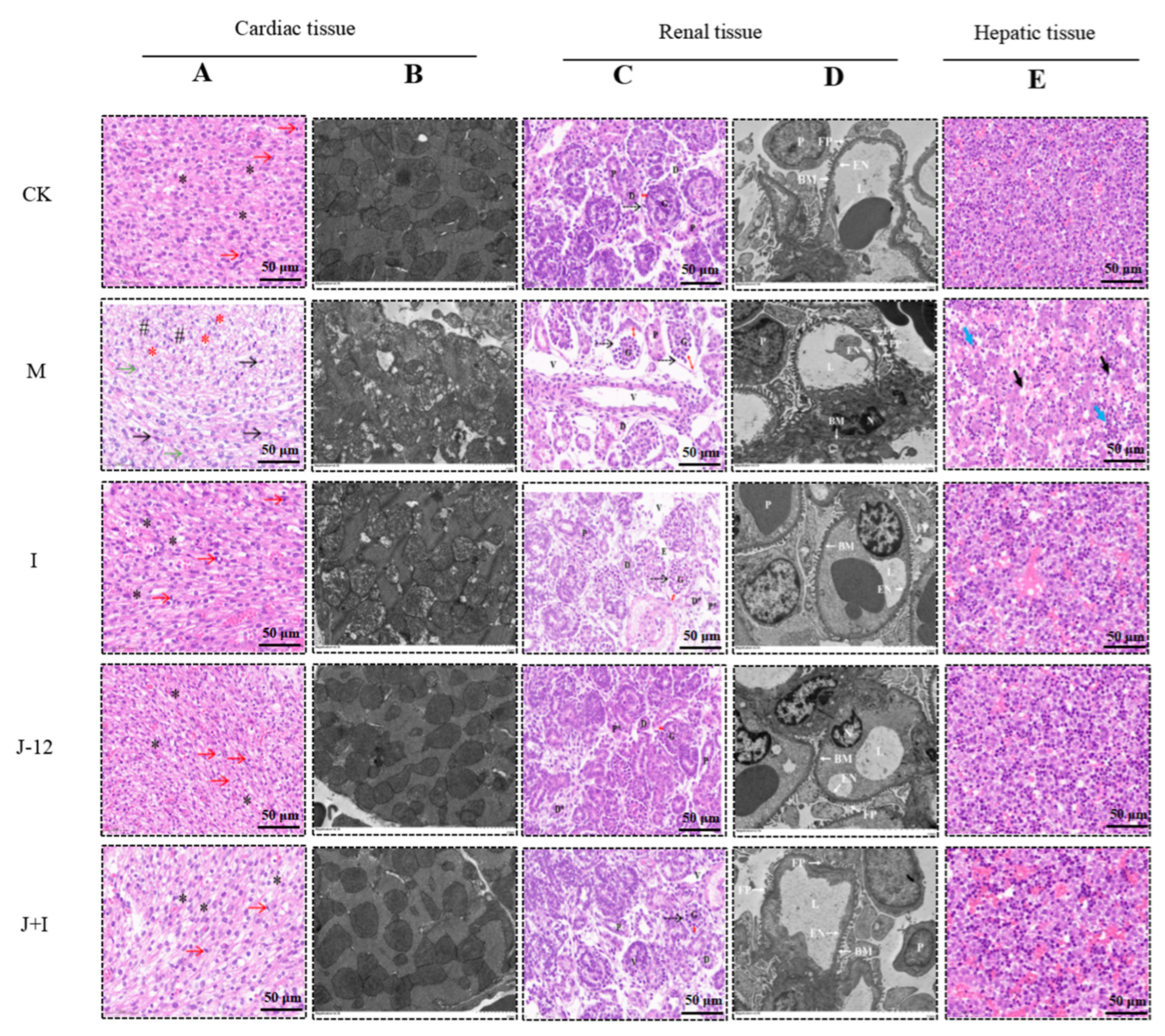 Nutrients 15 00170 g005 Nutrients 15 00170 g005