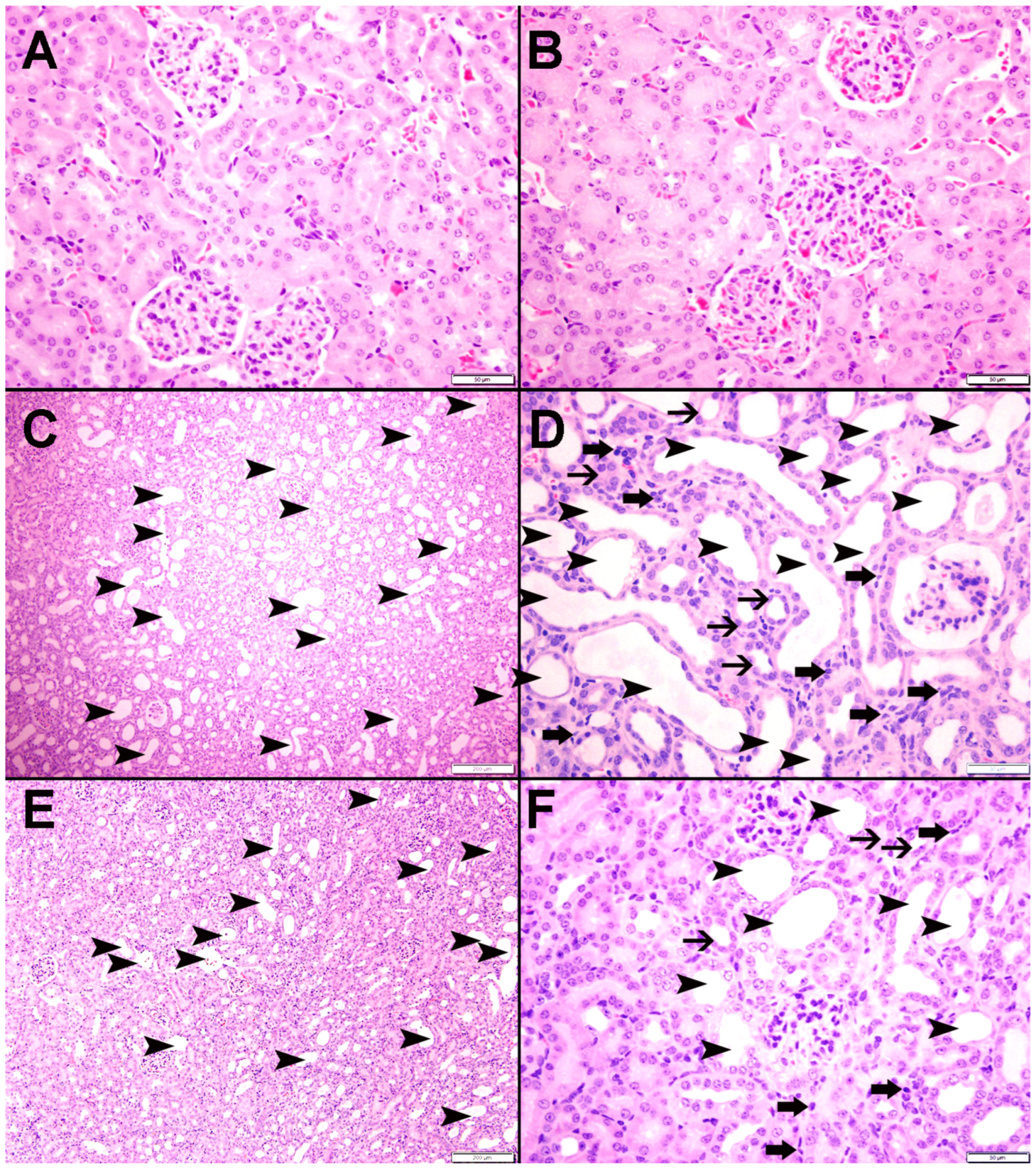 Nutrients 15 00237 g008 Nutrients 15 00237 g008