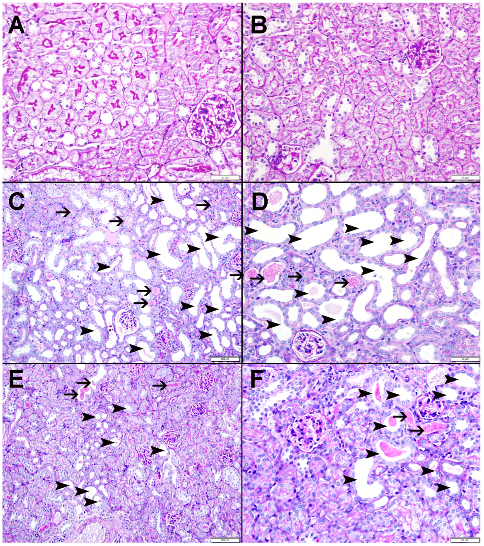 Nutrients 15 00237 g009 Nutrients 15 00237 g009
