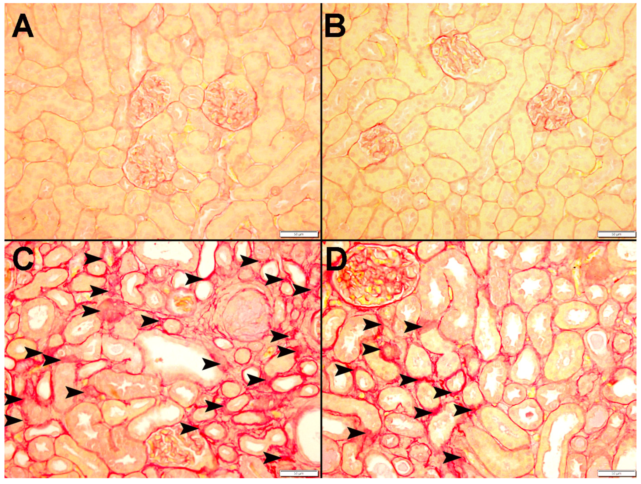 Nutrients 15 00237 g010 Nutrients 15 00237 g010
