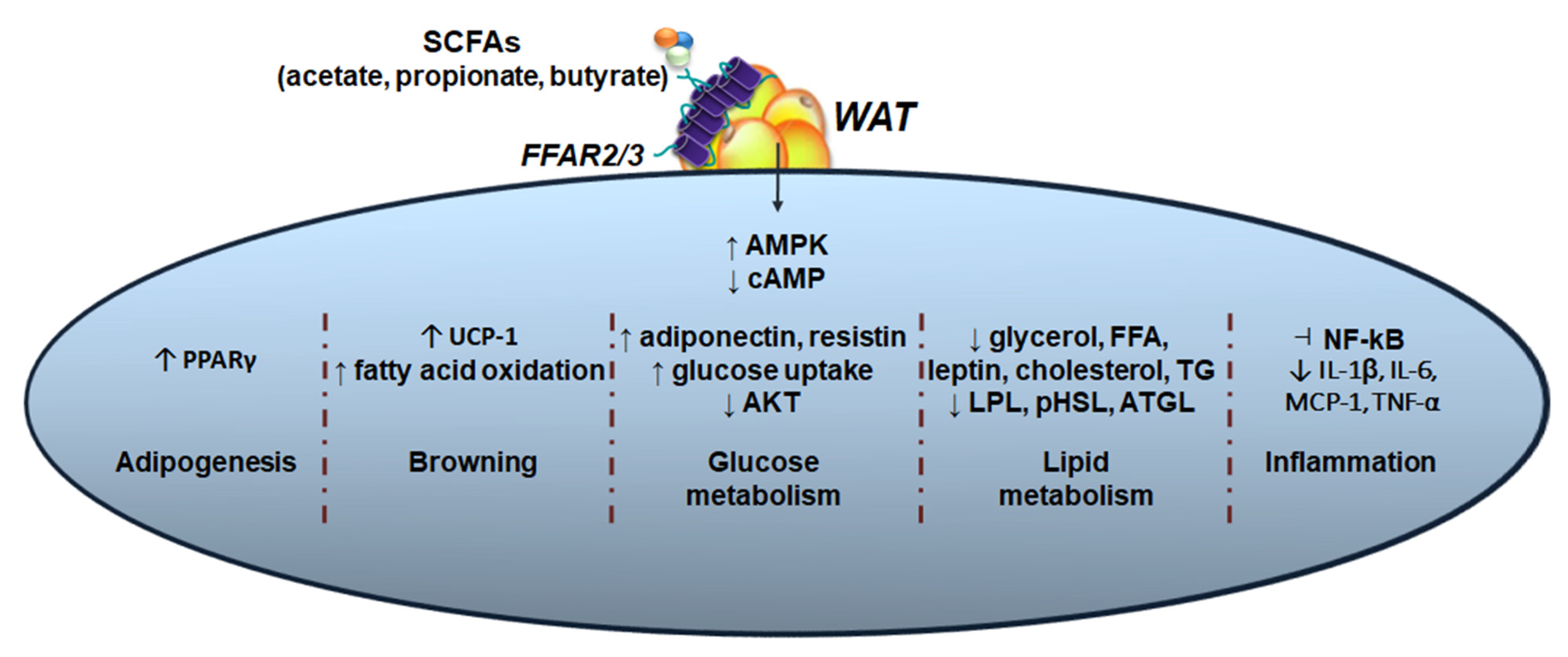 Nutrients 15 00272 g003 Nutrients 15 00272 g003