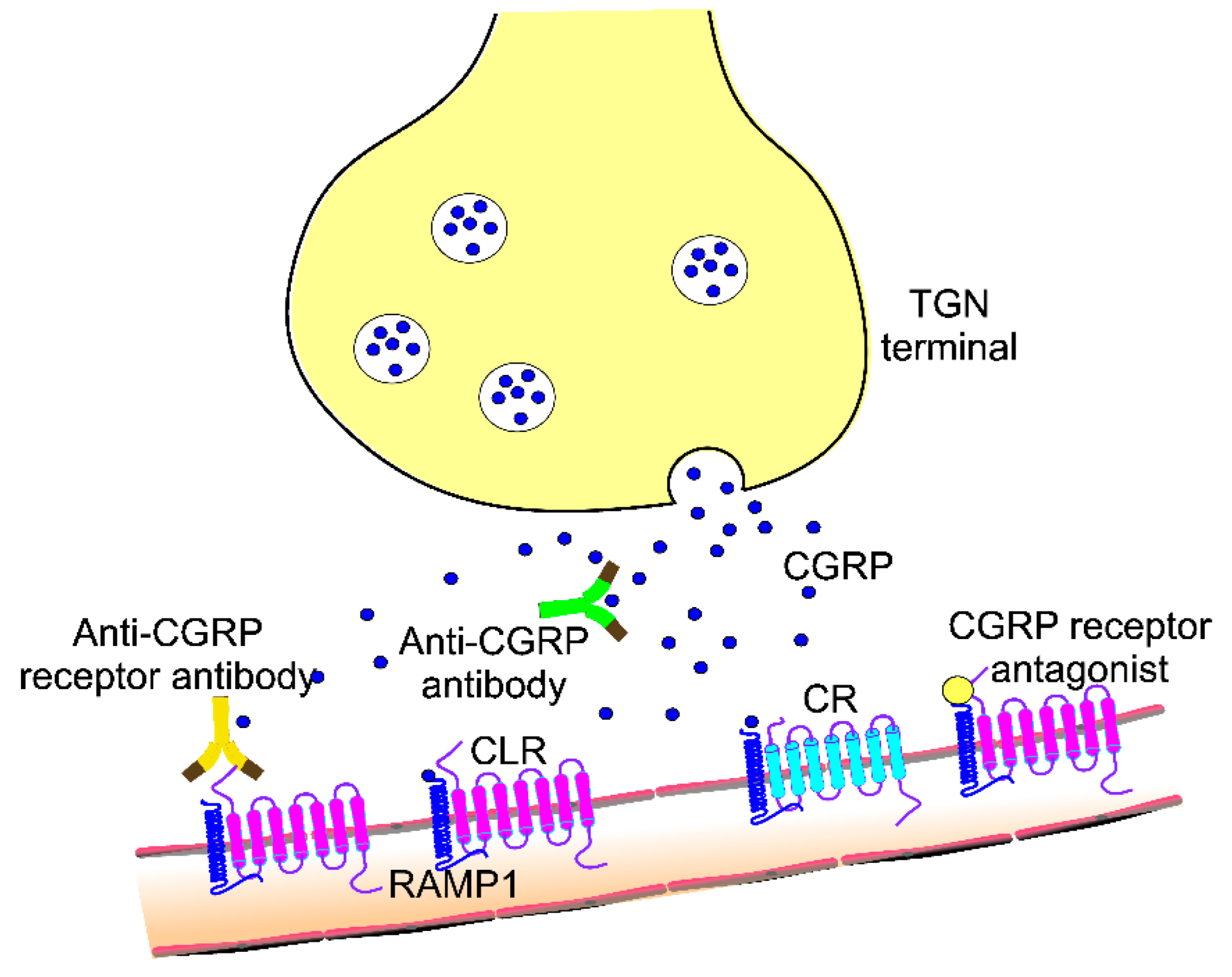 What Are CGRP Inhibitors – Migraine Medication