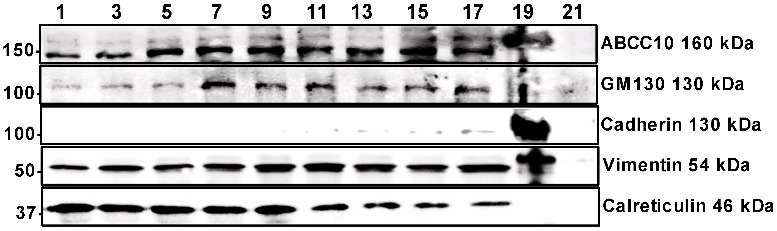 Nutrients 15 00346 g007 Nutrients 15 00346 g007