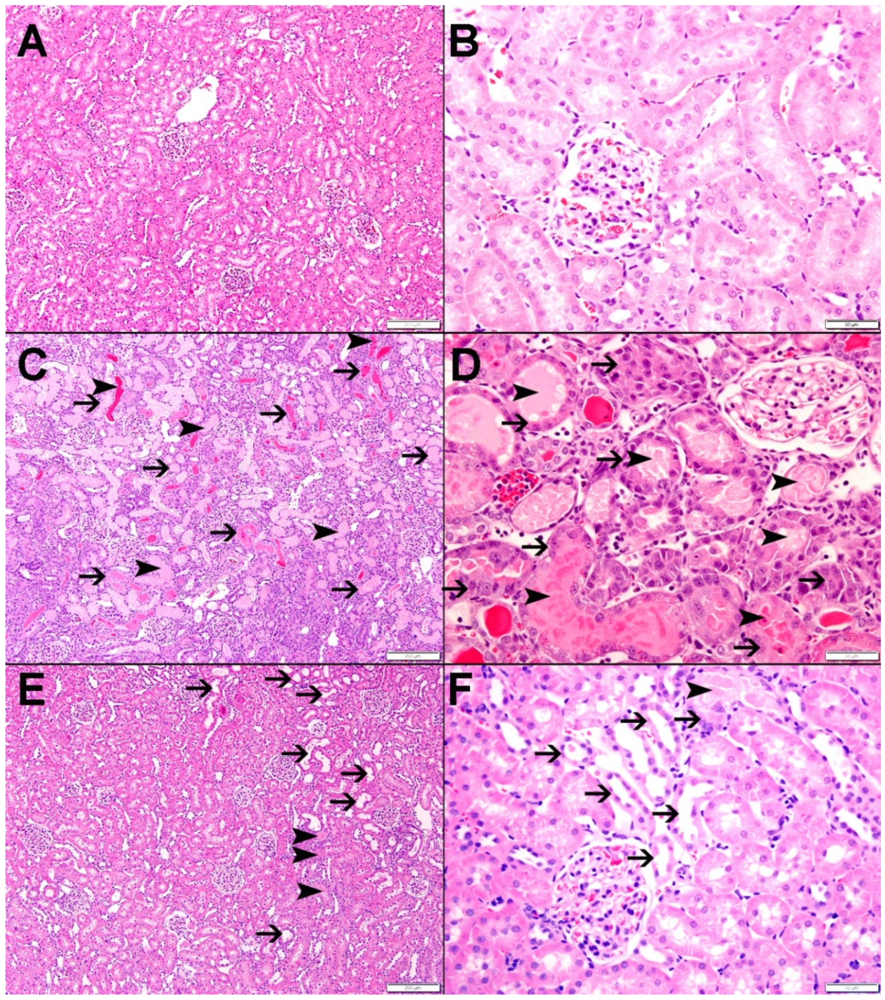 Nutrients 15 00455 g008