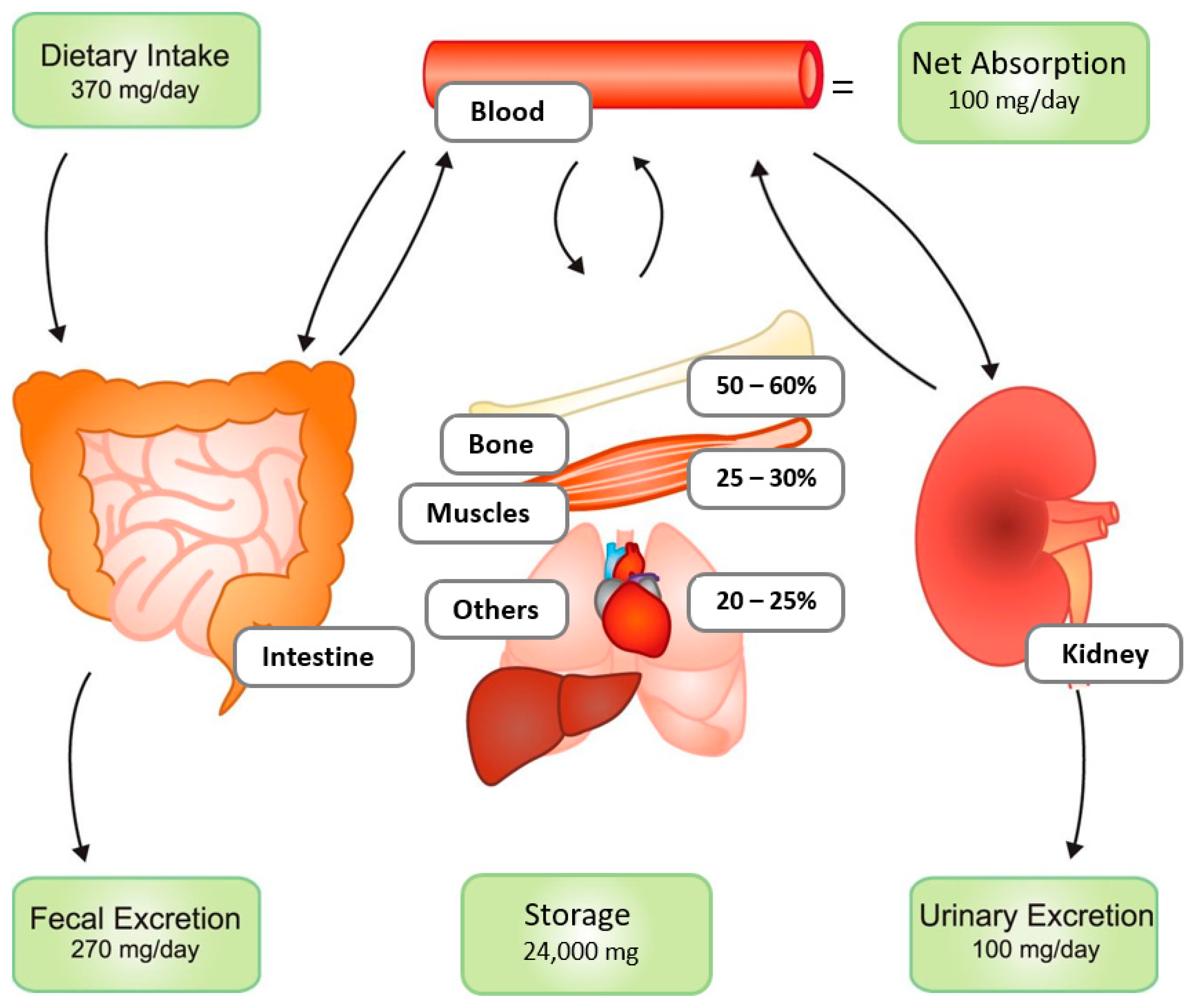 Nutrients Free FullText Magnesium Administration in Chronic Kidney