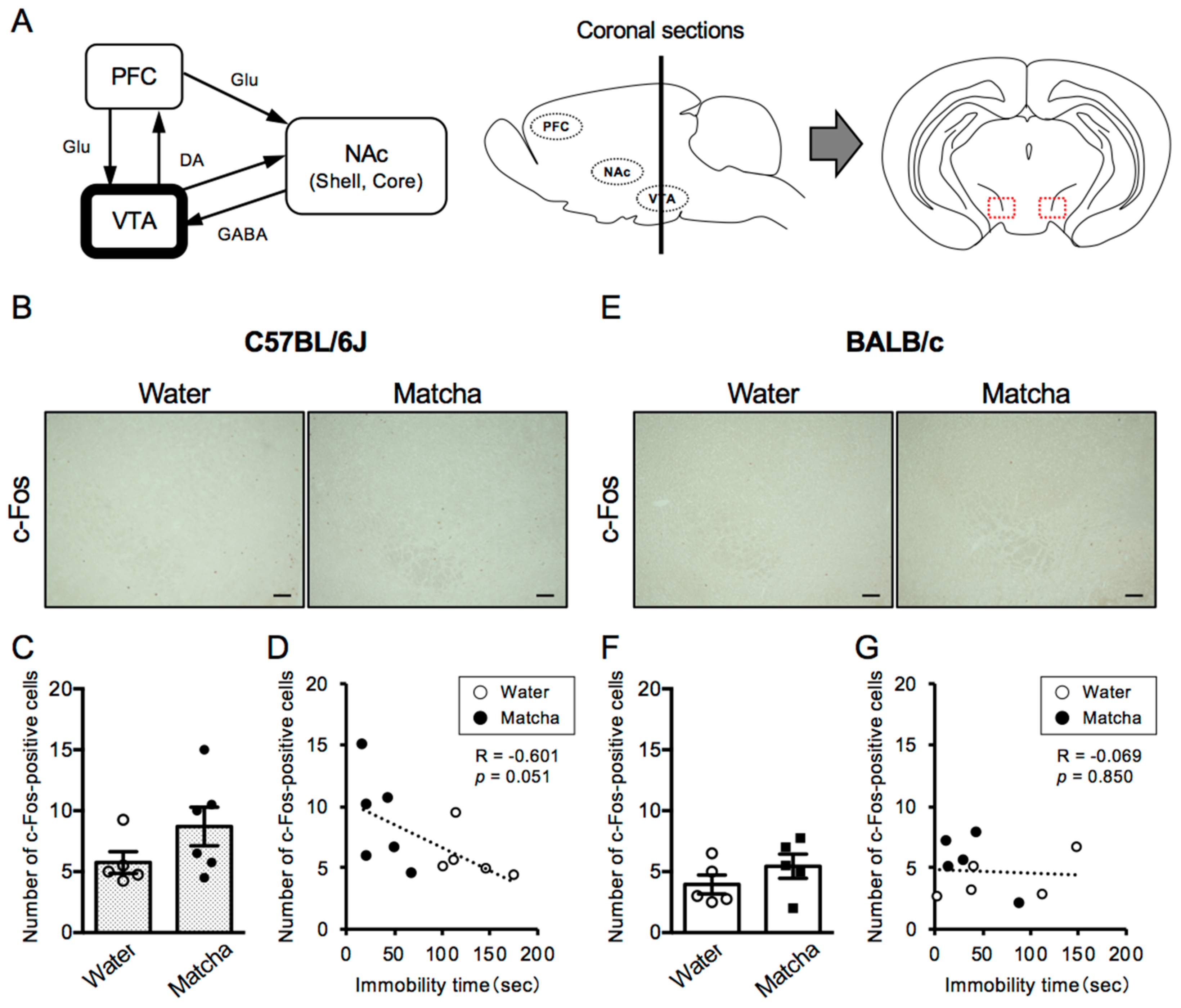 Nutrients 15 00581 g003 Nutrients 15 00581 g003