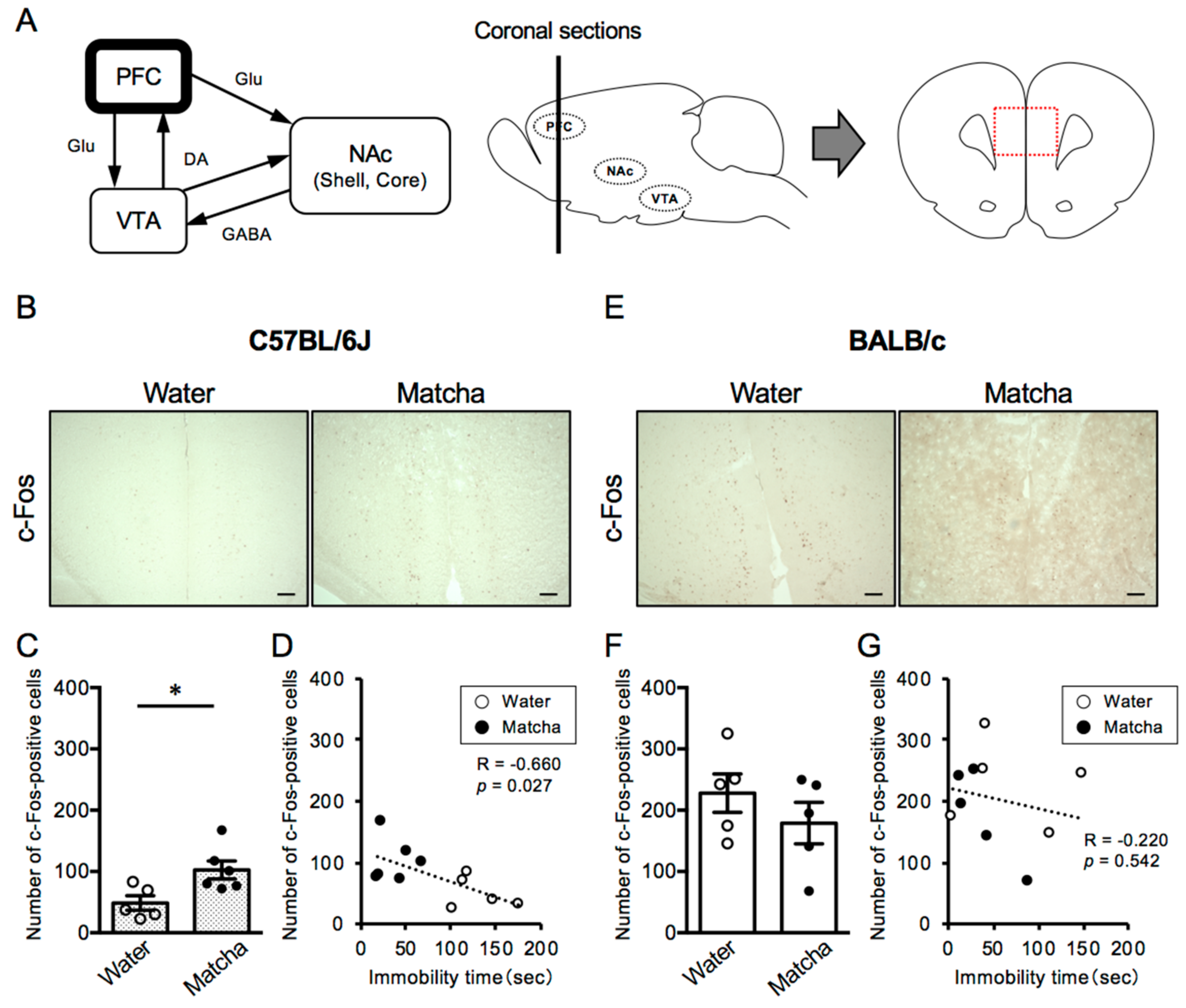 Nutrients 15 00581 g004 Nutrients 15 00581 g004