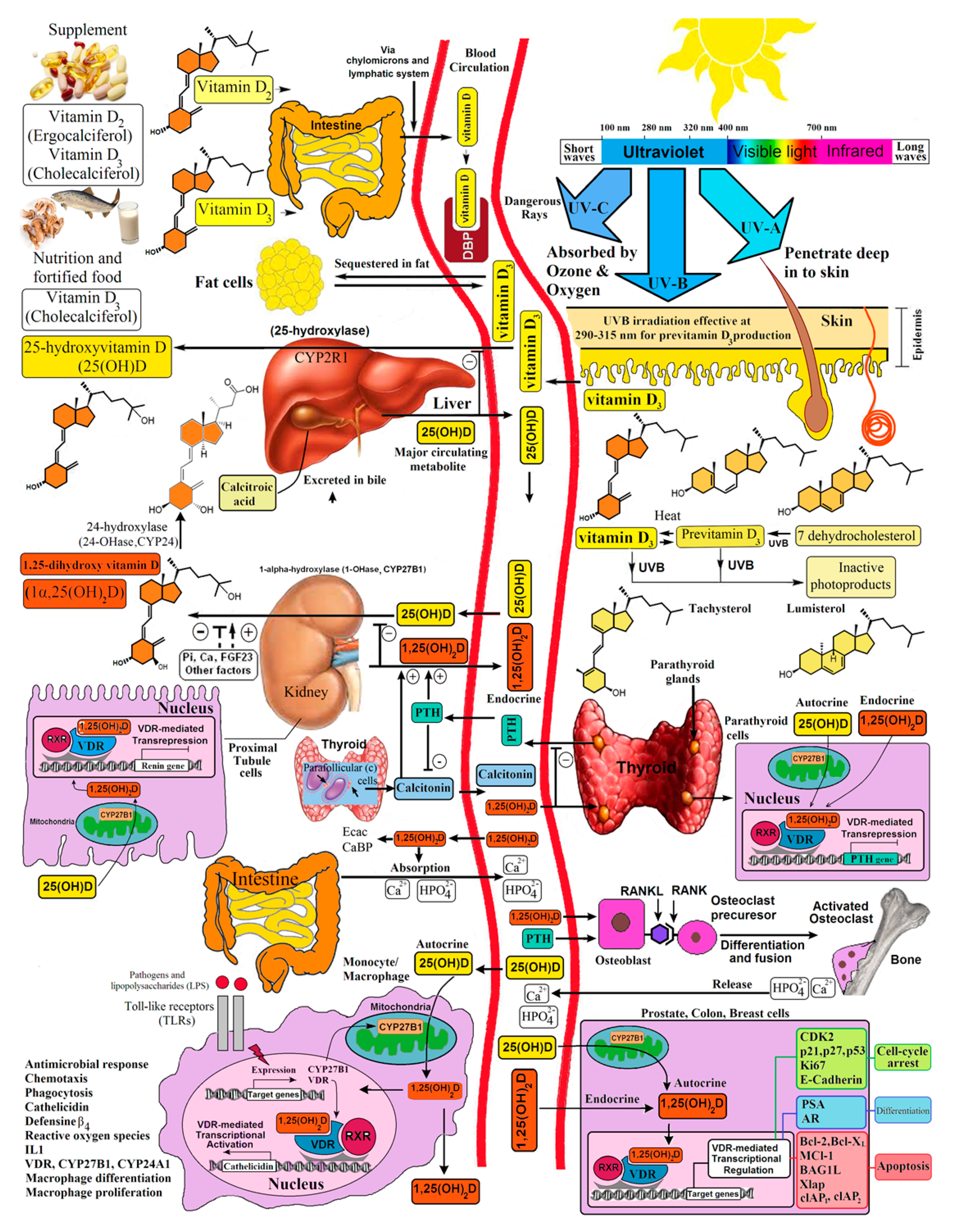 Nutrients 15 00593 g007