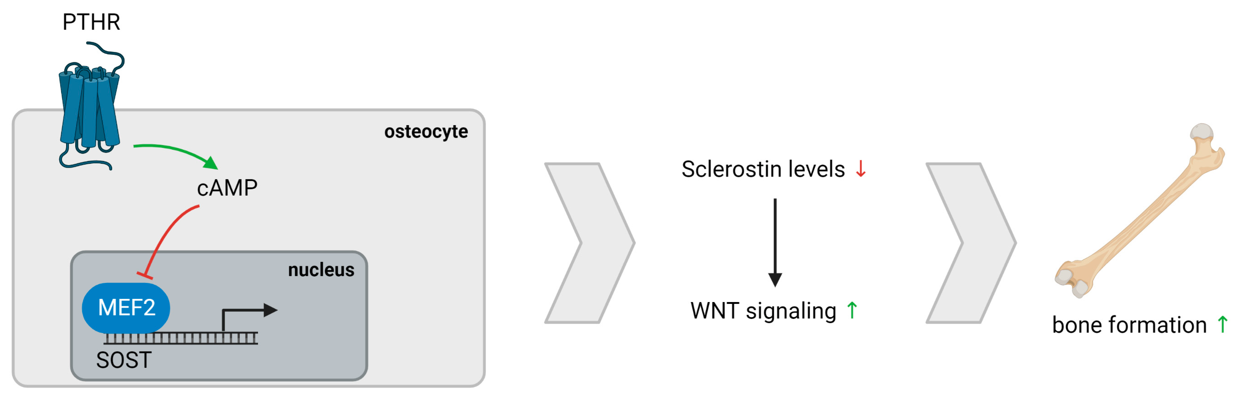 Nutrients 15 00598 g004 Nutrients 15 00598 g004