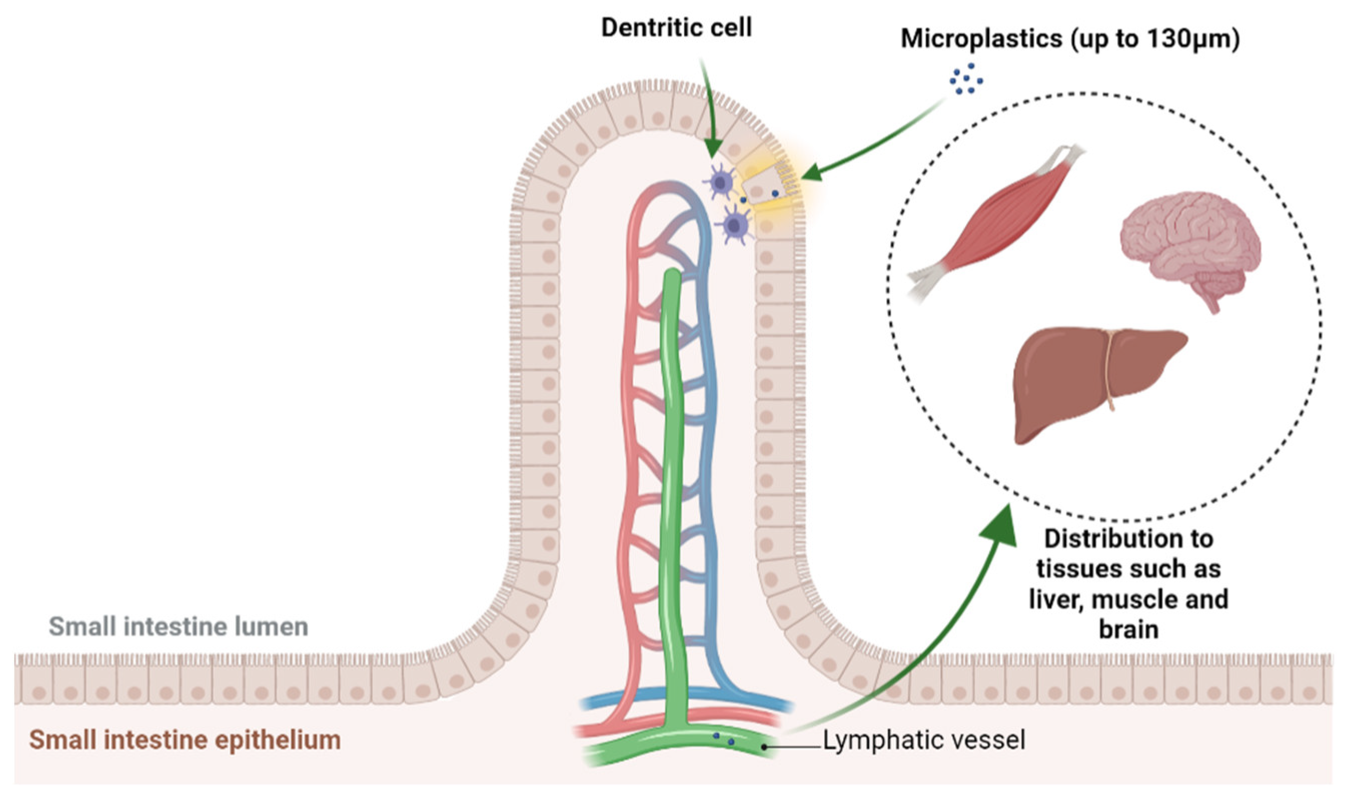 Nutrients 15 00617 g007 Nutrients 15 00617 g007