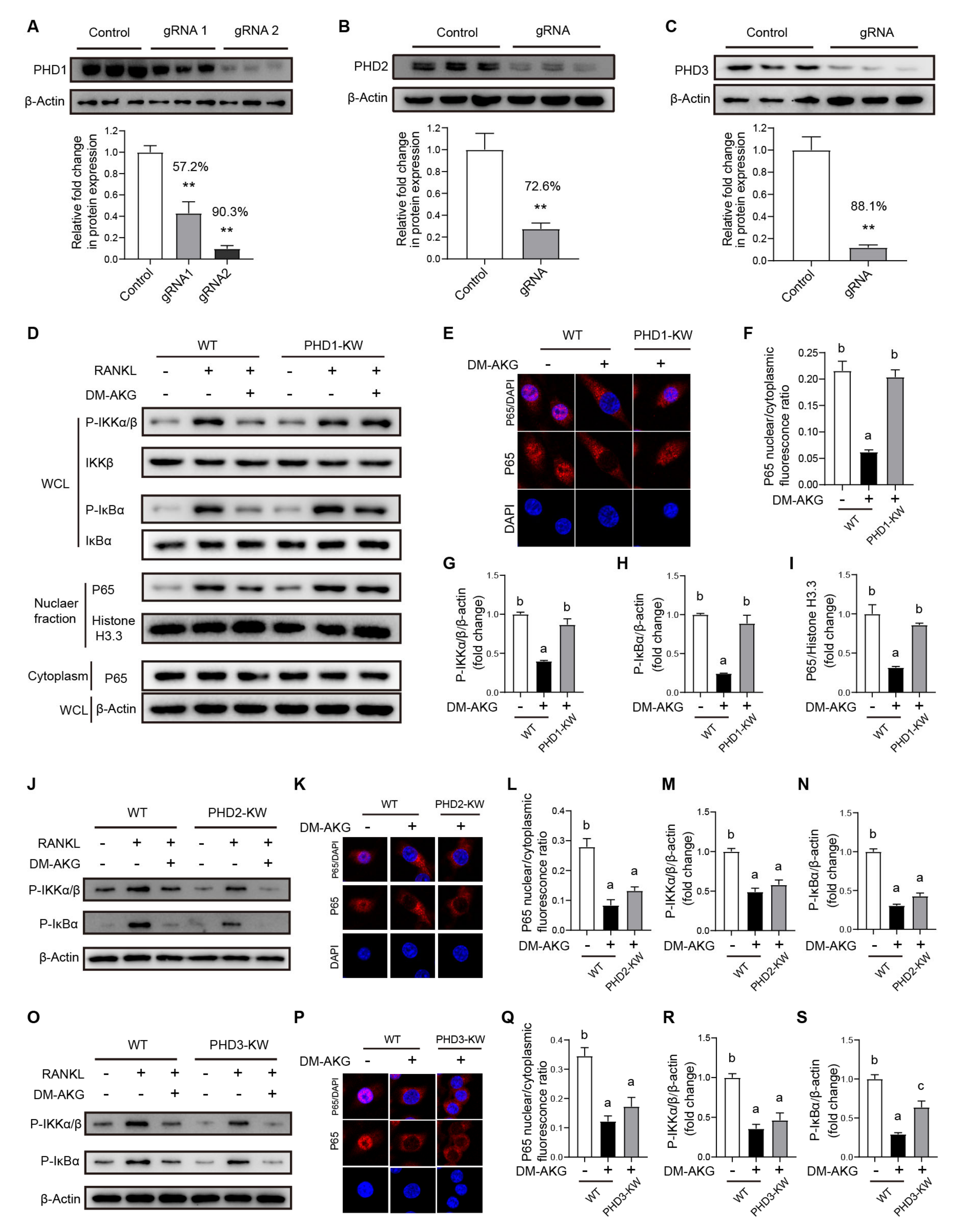 Nutrients 15 00701 g005 Nutrients 15 00701 g005