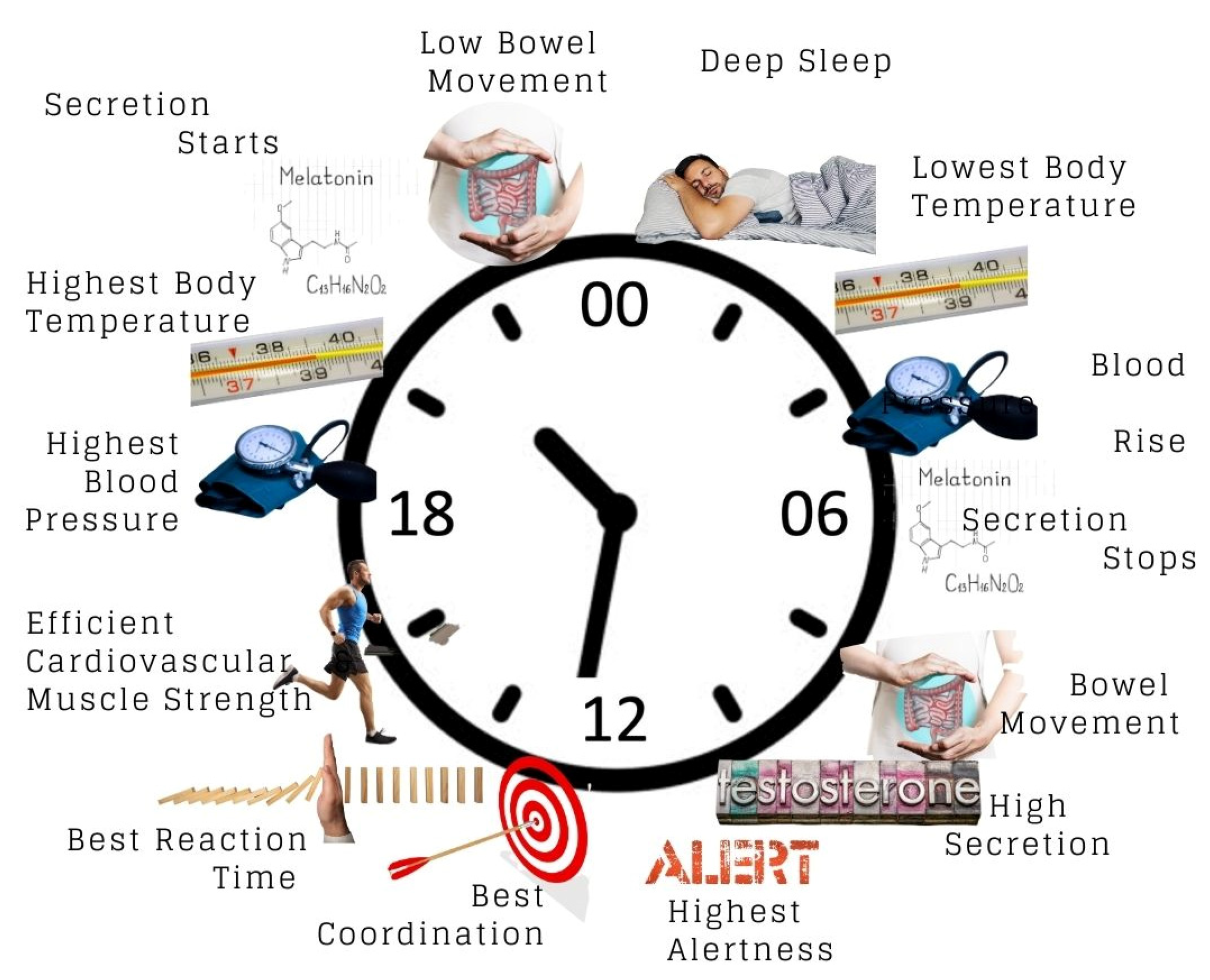 A Circadian Rhythm Is A Flash Sales Www jkuat ac ke