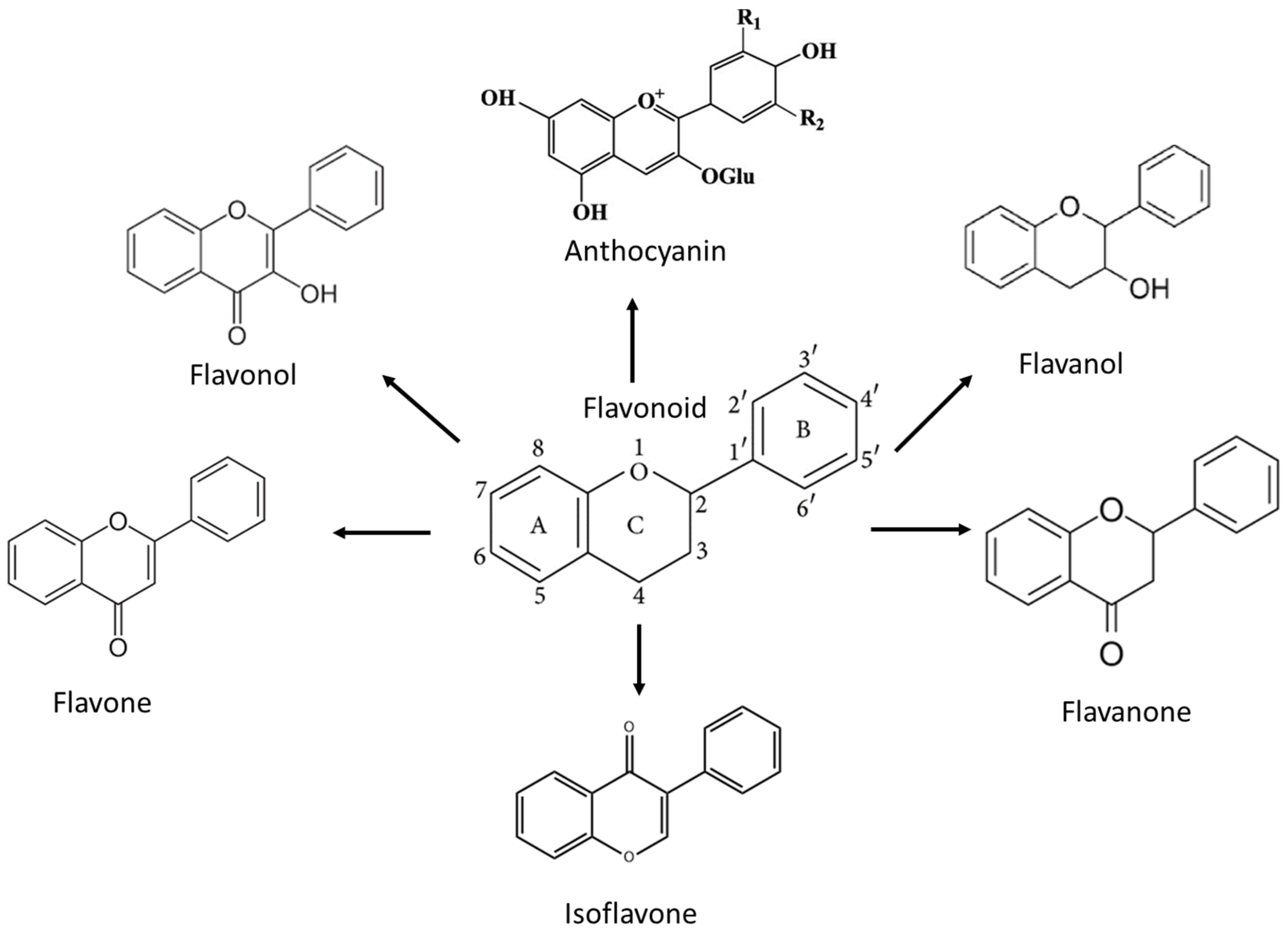 Nutrients Free FullText Anticancer Mechanism of Flavonoids on High