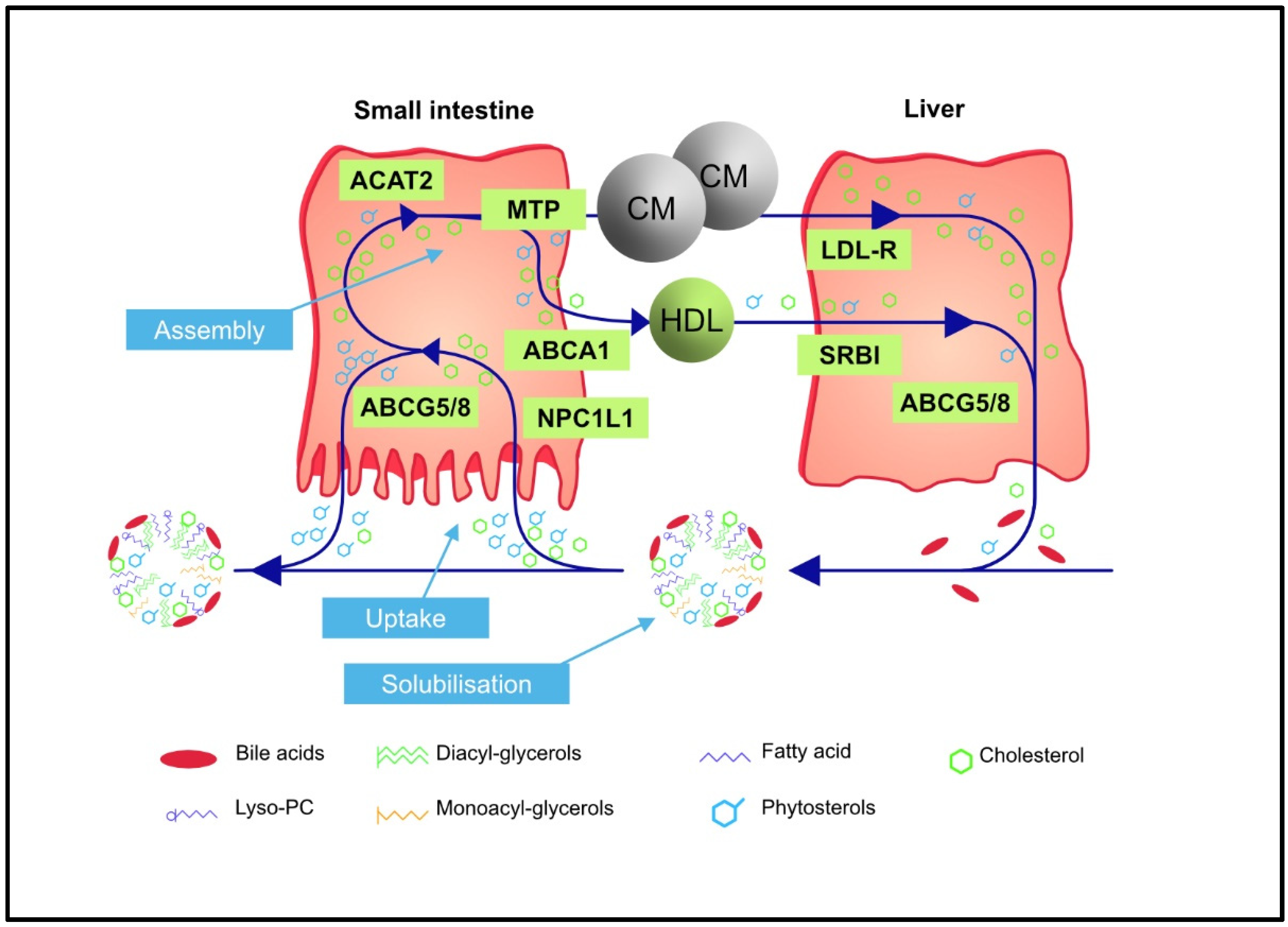 nutrients-free-full-text-phytosterols-and-cardiovascular-risk