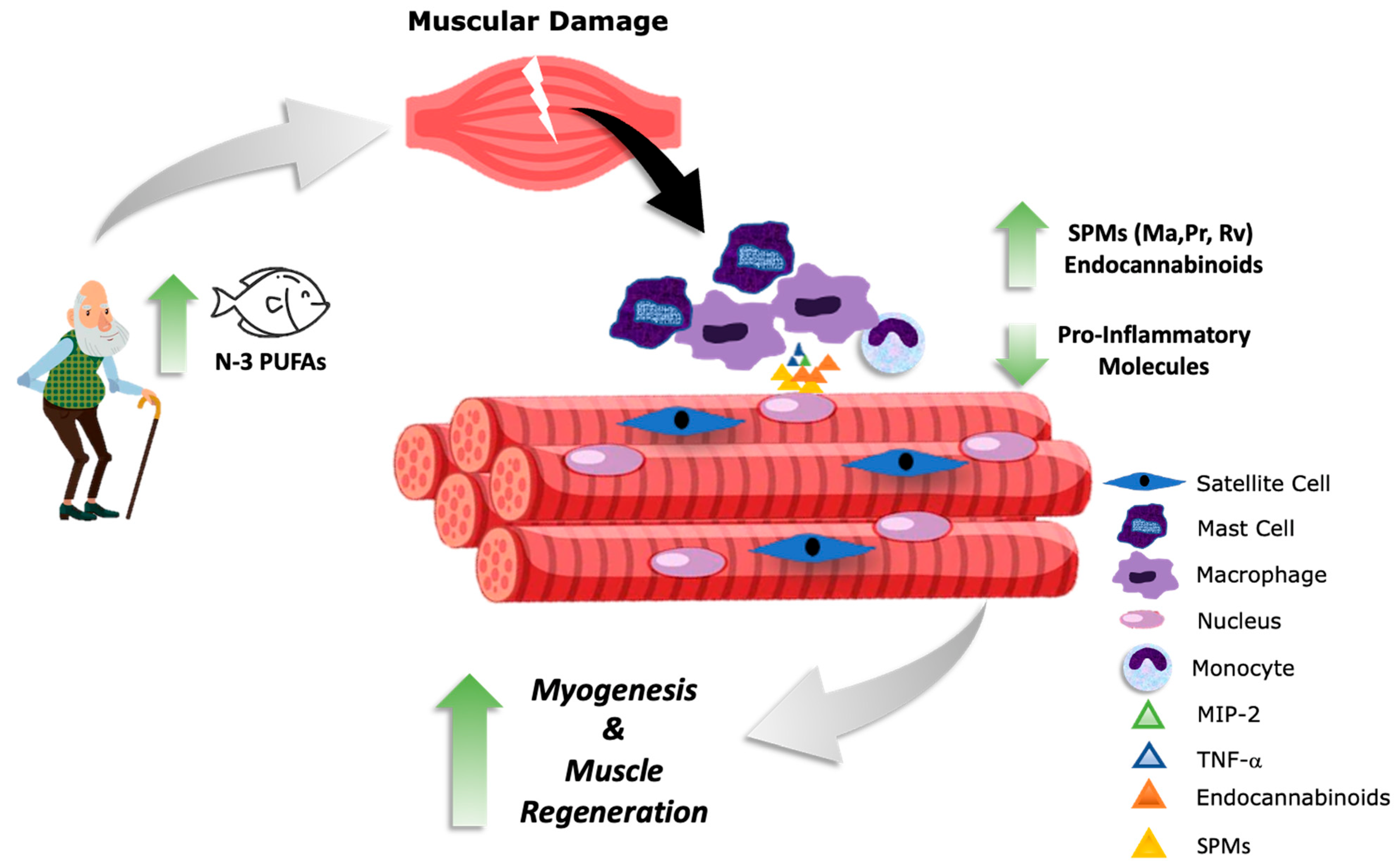Nutrients 15 00871 g003 Nutrients 15 00871 g003